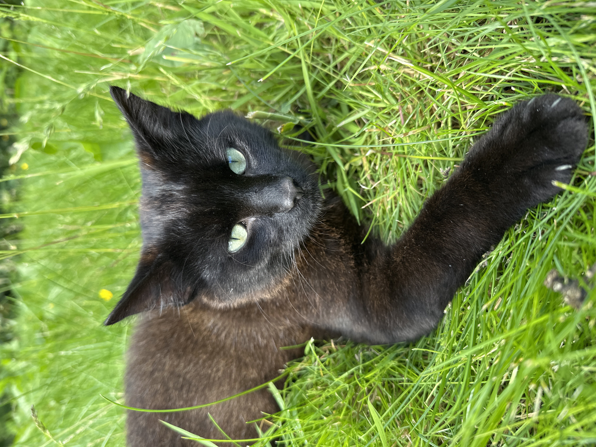 A black cat with bright green eyes is lying in lush green grass. The cat is facing the camera, with its head turned slightly to the right. Its front left paw is extended forward. The grass is tall and appears to be in a natural setting, possibly a park or garden. The background is blurred, suggesting the focus is entirely on the cat. There are no other subjects or objects of note in the image. The lighting appears to be natural daylight. The location is not specified beyond Moortown, Ireland.