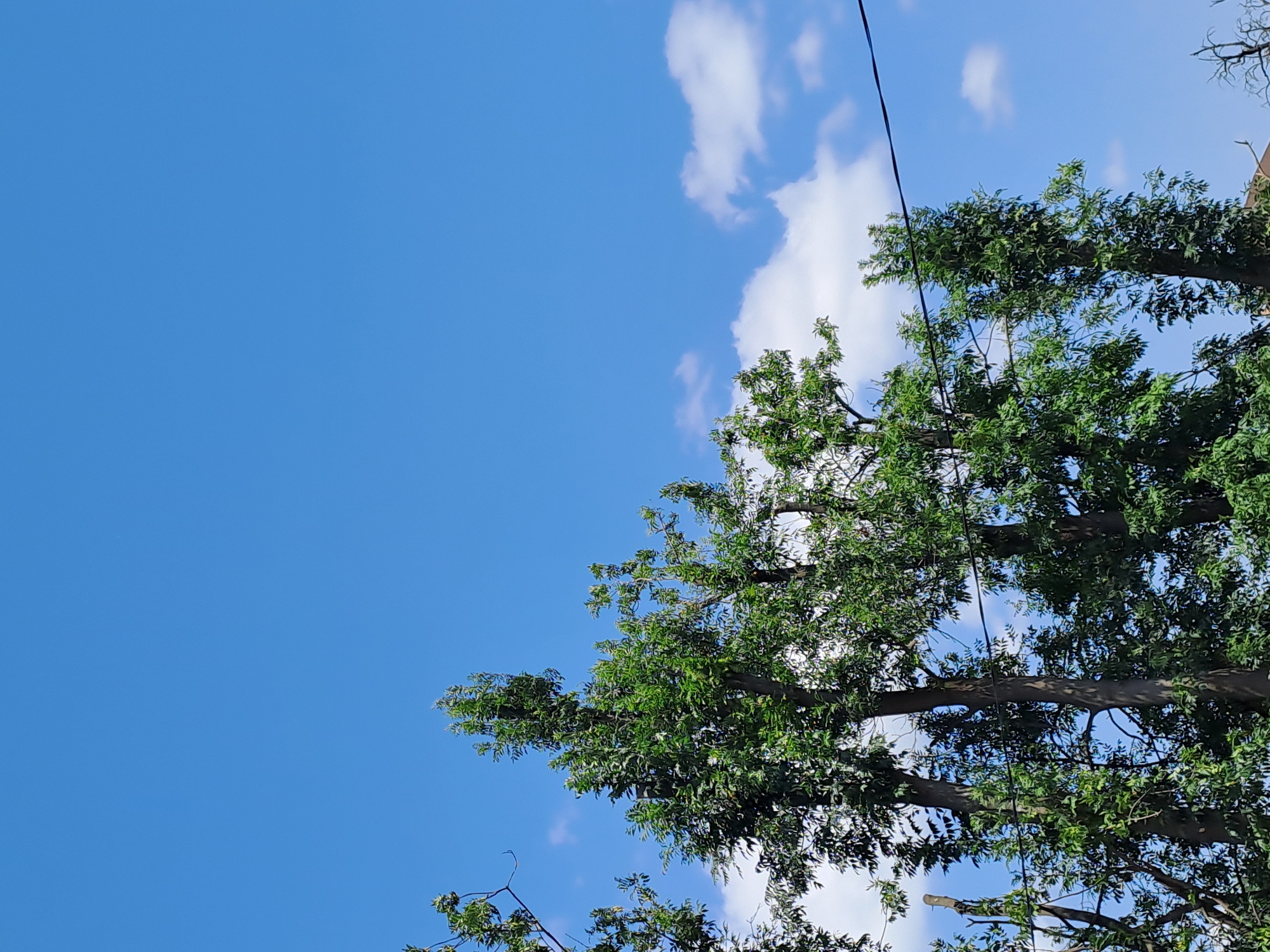 The image shows a clear blue sky with scattered white clouds. The tops of several tall, green trees are visible against the sky. A dark electrical wire runs horizontally across the upper right portion of the frame. The trees appear healthy with dense foliage. No people or animals are visible in the image. The scene is outdoors, likely in a residential or park area, given the presence of trees and electrical lines.