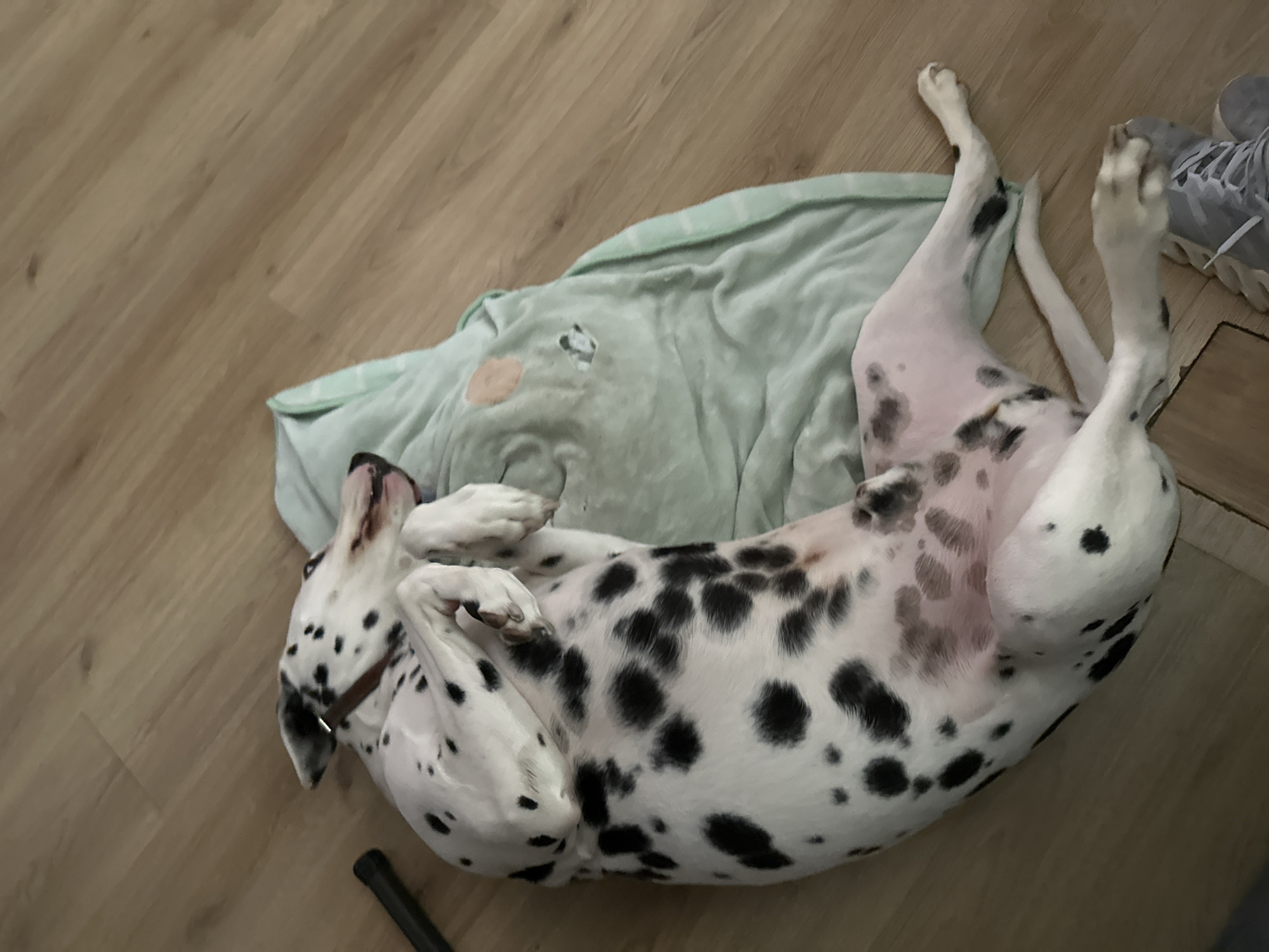 The image features a Dalmatian dog lying on its back on a light brown wooden floor. The dog's white fur with prominent black spots covers its body, including its belly and legs, which are visible in a relaxed, curled-up posture. Its head is slightly tilted back, and its front paws are bent towards its chest, while its hind legs are extended upwards. A light green blanket or towel is partially visible underneath and around the dog's upper body. In the upper right corner, a grey sneaker with white laces can be seen, partially covered. A dark, thin object, possibly a handle or pole, is visible in the lower left corner. The scene depicts an indoor setting, likely a home in Puebla, Mexico, with the dog appearing comfortable and relaxed. No text is visible in the image.