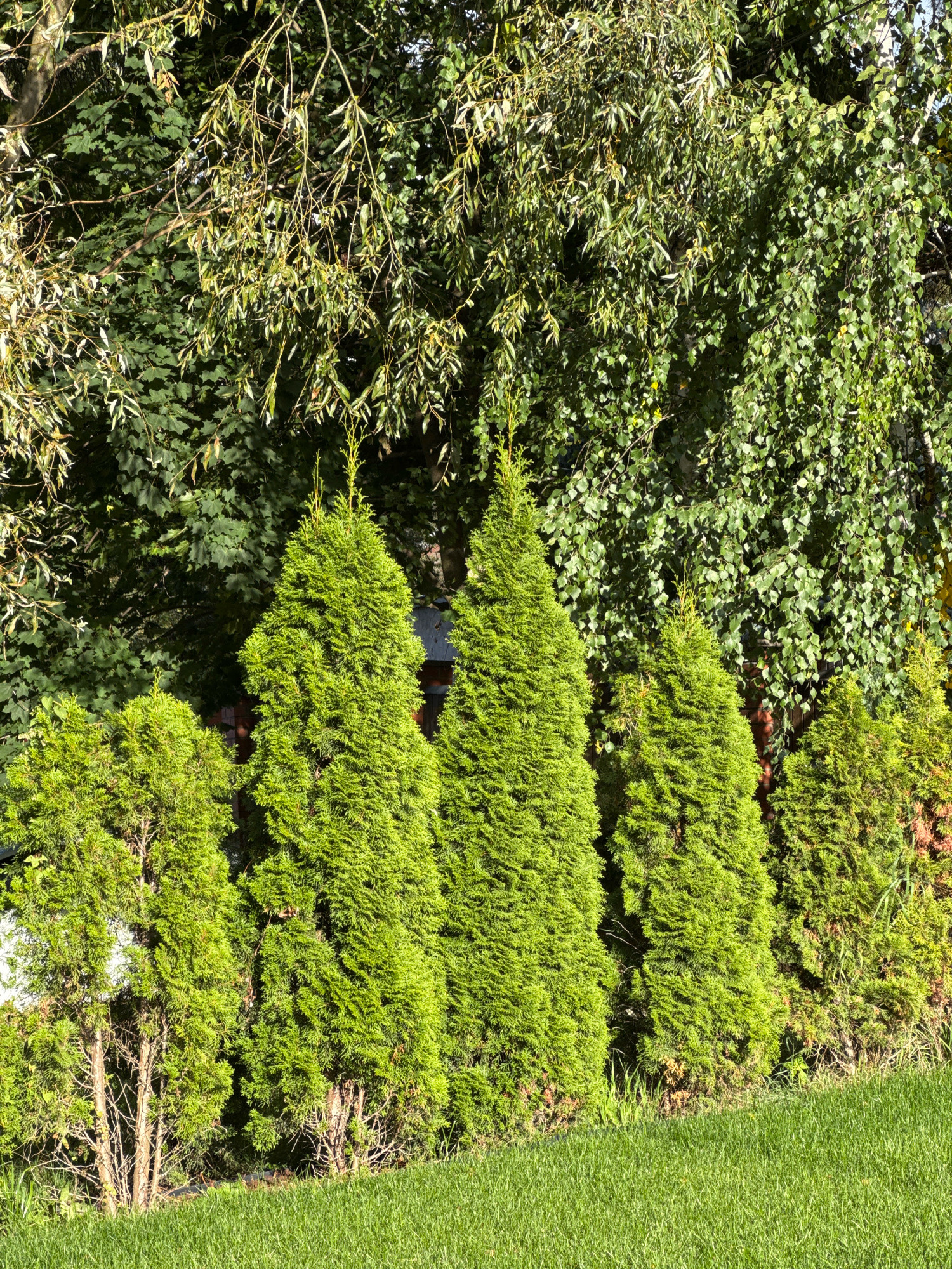 The image depicts a row of tall, conical evergreen trees, likely thuja, lining a manicured lawn. Behind the evergreen trees, a dense canopy of deciduous trees with broad leaves forms a backdrop, with some branches of a weeping willow, characterized by its slender, trailing leaves, visible in the upper portion of the frame. Sunlight filters through the foliage, casting dappled shadows on the ground and highlighting the vibrant green of the lawn and trees. The scene appears to be in a residential or park area, with the architecture of a building partially visible through the trees in the background. The presence of lush greenery and well-maintained landscaping suggests a temperate climate and a well-kept outdoor space, possibly in a suburban or rural setting outside of a major city. While the image does not explicitly show any people, the well-kept appearance of the lawn and trees implies human presence and care. The location specified as Nemchinovka, Russia, is a settlement known for its green spaces and proximity to Moscow, which aligns with the visual evidence of a natural yet tended environment.
