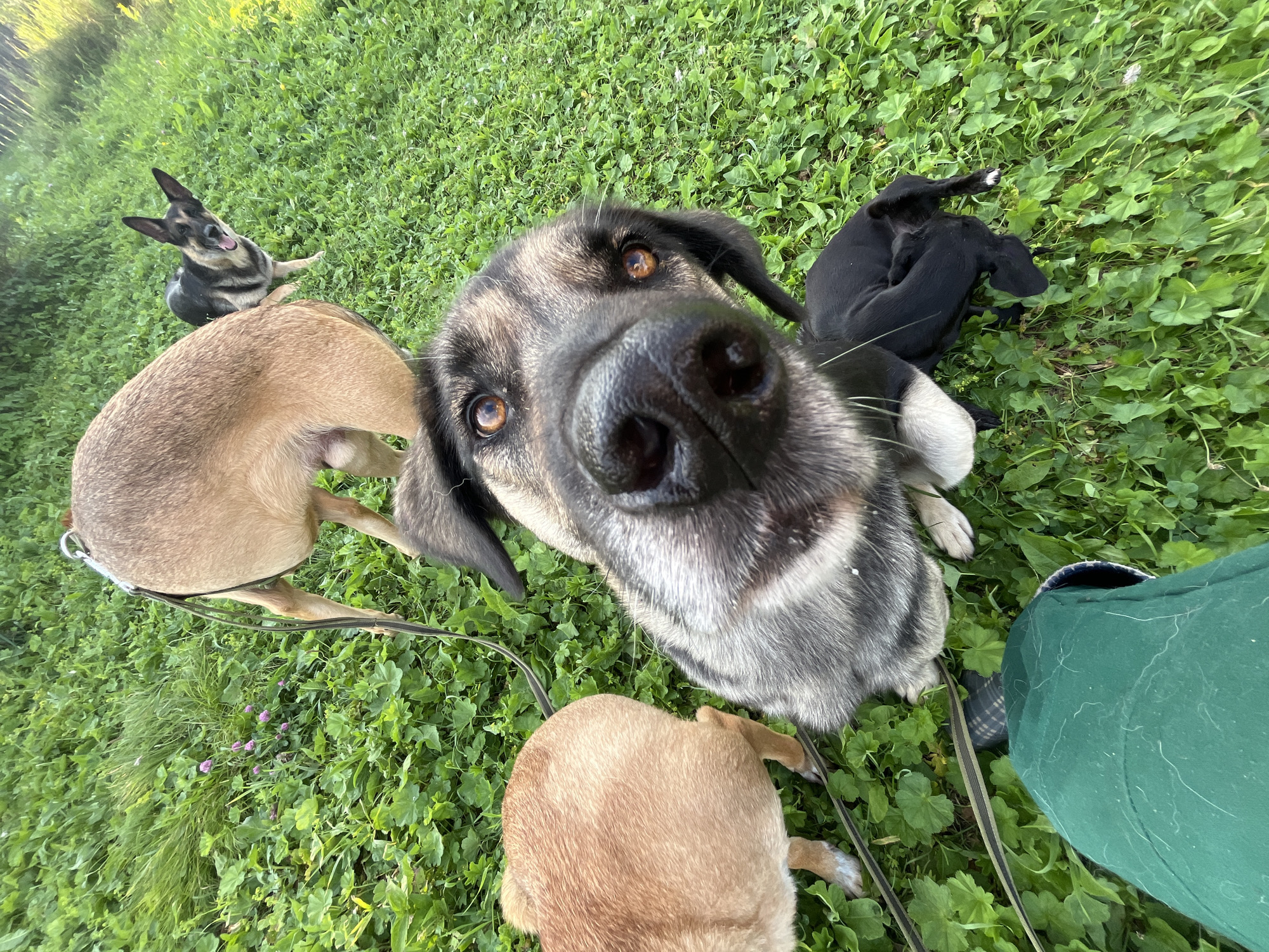 In a grassy outdoor environment, an extreme close-up shot focuses on the face of a large dog with gray and black fur and bright amber eyes. Its snout and nose dominate the foreground. To the left, the hindquarters of a tan-colored dog are visible, with its hind legs standing on the grass. Further back, another tan-colored dog's hindquarters are partially visible, and to the right, a black dog is curled up on the grass. In the background, a German Shepherd-like dog with black and tan markings looks directly at the camera, its mouth open. The ground is covered in lush green grass with scattered small purple flowers. A person's green pants, covered in white dog hair, and a portion of their leg are in the bottom left corner, with a black and white checkered shoe visible. A leash is attached to one of the dogs. The lighting suggests it is daytime. The image is composed from a low-angle perspective, looking up at the dogs. There are no visible landmarks that would indicate the location as Nizhny Tagil, Russia.