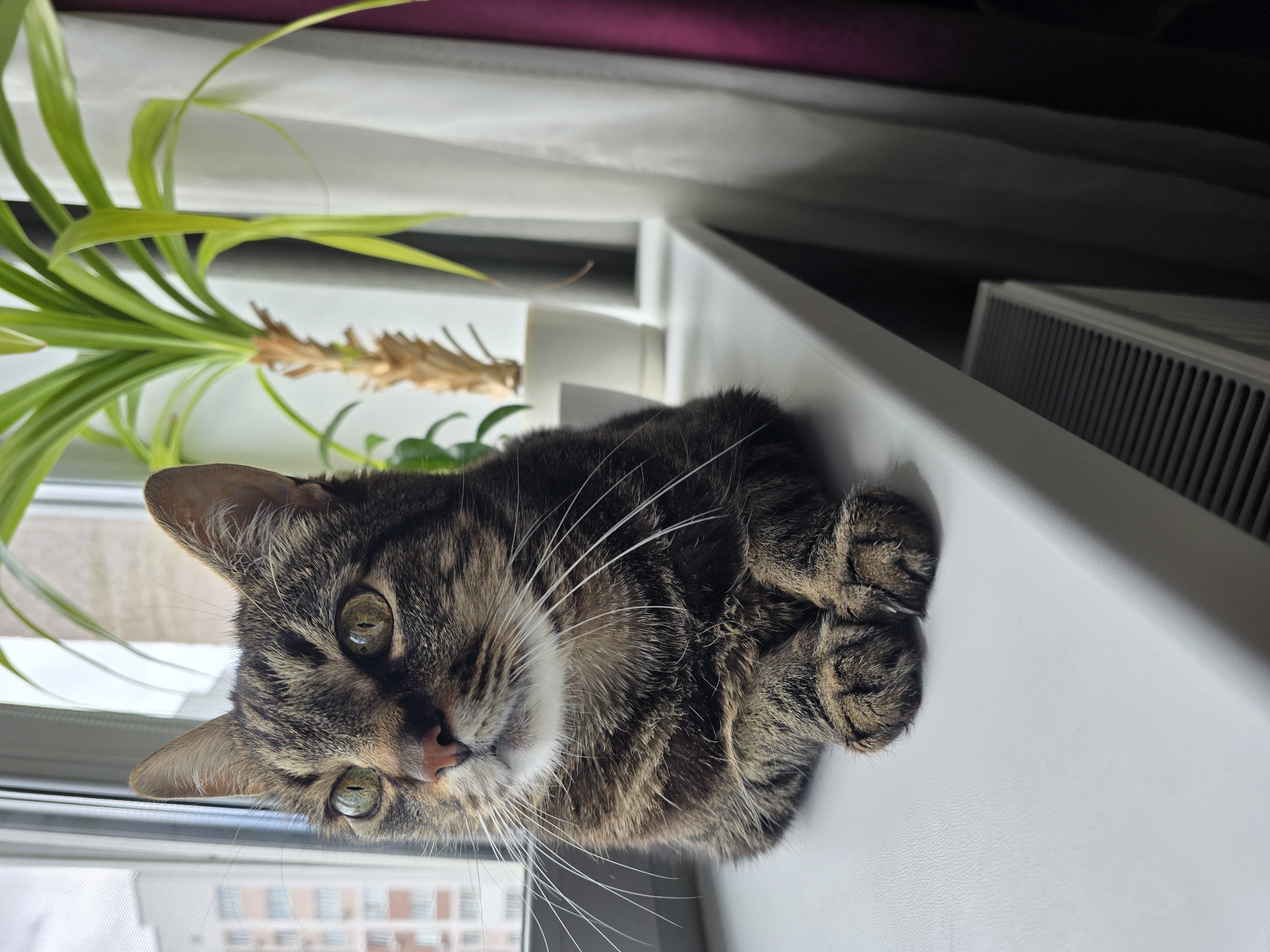 In Sofiivska Borshchahivka, Ukraine, a tabby cat with green eyes is perched on a white windowsill, looking to the left. The cat is relaxed, with its front paws neatly tucked. Behind the cat, a potted plant with long green leaves stands on the windowsill. The background includes a window with a view of apartment buildings, sheer white curtains, and a darker magenta curtain to the right. A radiator is visible below the windowsill.