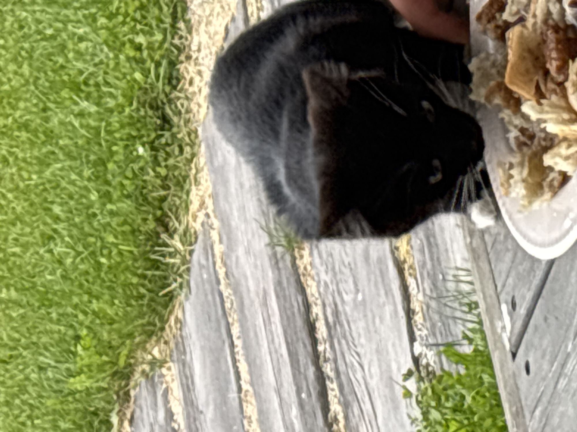 In Zvenigorod, Russia, a black and white cat is captured in an outdoor setting, perched on a wooden deck adjacent to a patch of green grass. The cat is focused on a white disposable plate filled with food, which is positioned on the deck in the foreground. A human hand is visible on the right side of the plate, appearing to offer or guide the food to the cat. The wooden deck planks show a weathered texture, and the grass is lush and vibrant.