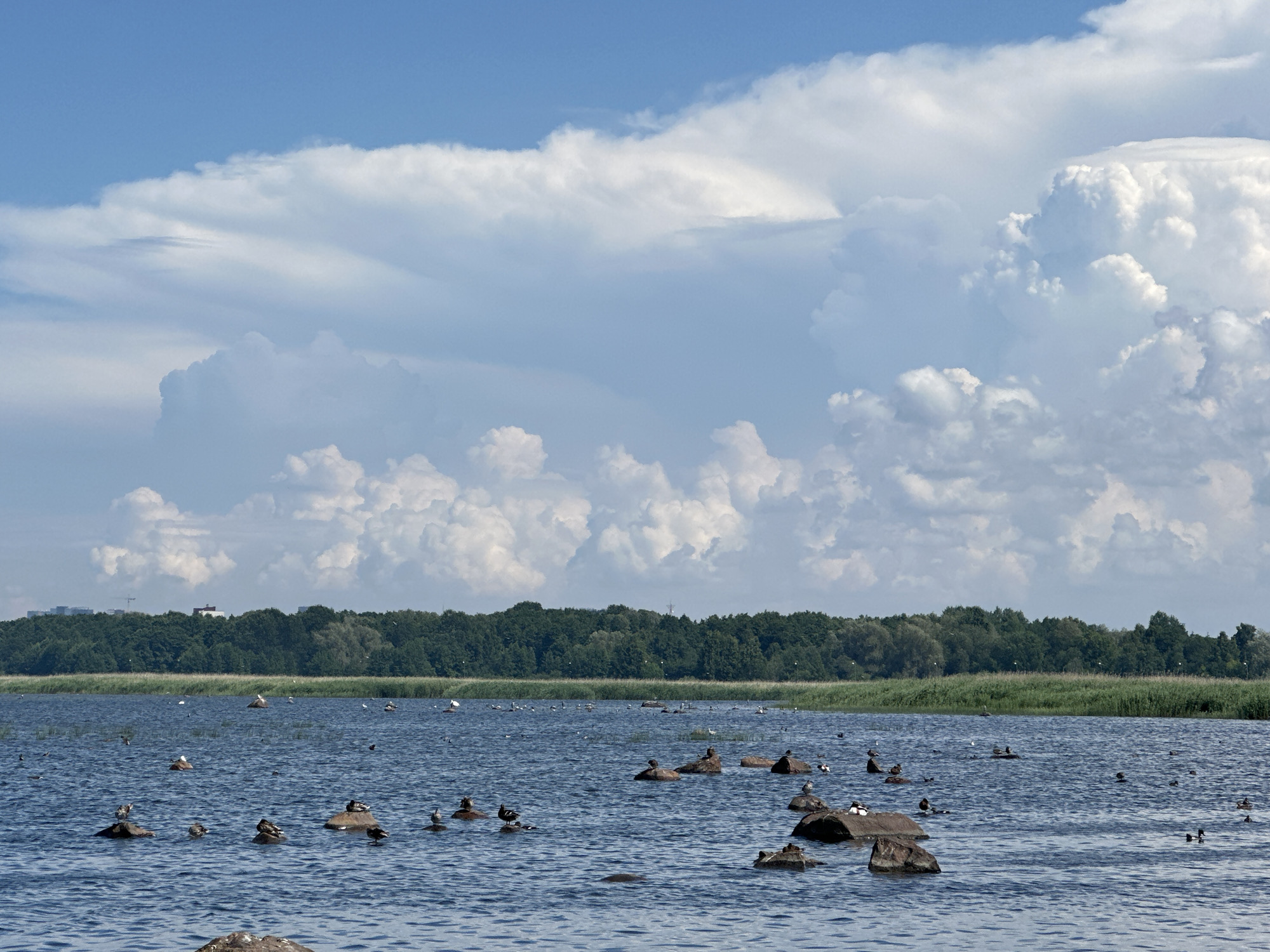 This image captures a wide shot of a body of water with numerous birds resting on rocks scattered throughout. In the background, a dense line of green trees forms the shore, with some buildings and a construction crane visible on the horizon. The sky is dominated by large, fluffy white clouds against a clear blue expanse. The water is a deep blue, with gentle ripples indicating a calm day. The scene appears to be a natural or park-like setting, possibly a lake or bay. Given the presence of distinctive architecture and landscape, this scene could be located in Tallinn, Estonia, perhaps near the Pirita district which features a coastline and wooded areas. The overall impression is one of a serene, natural environment under a dynamic sky.