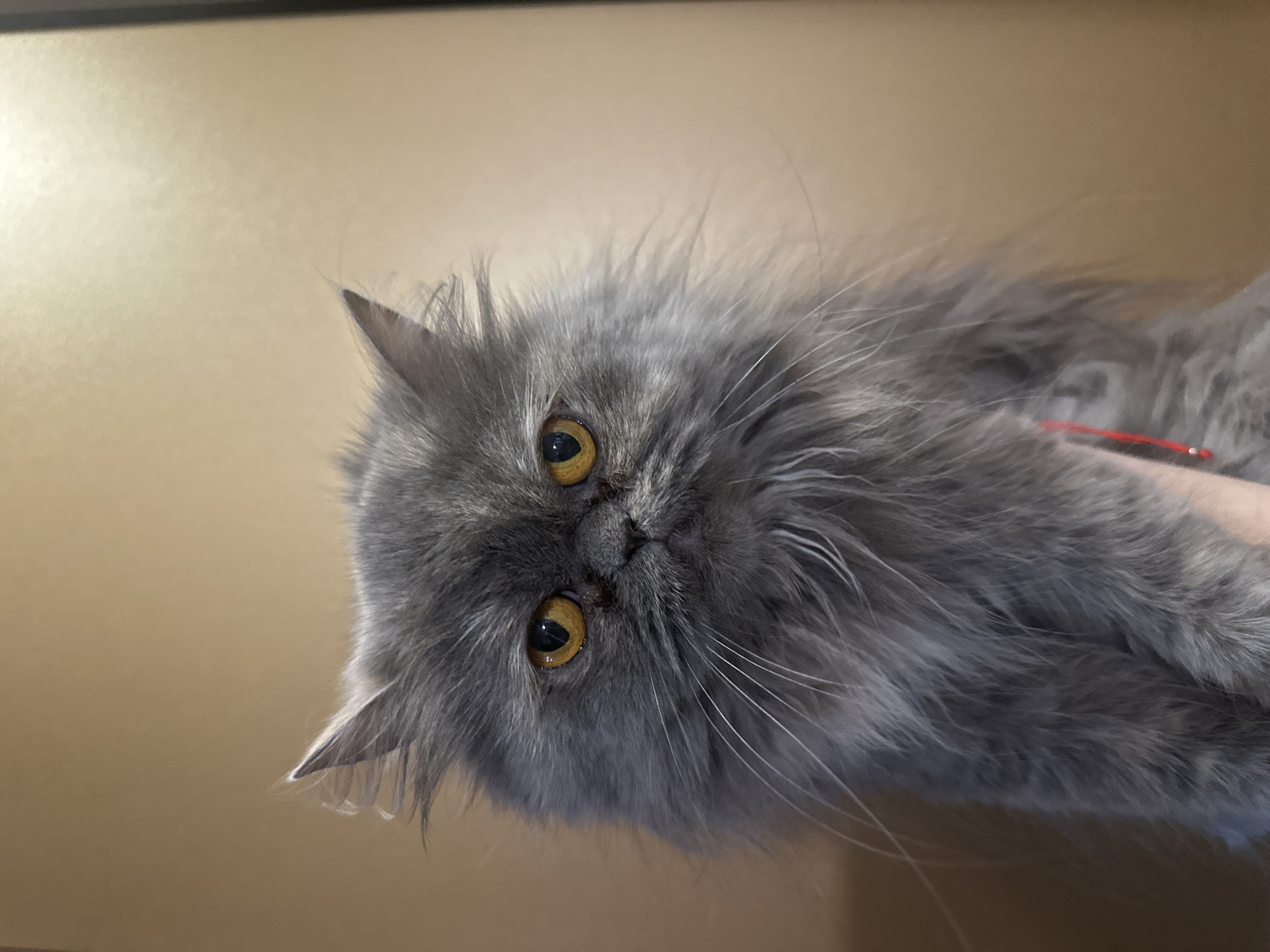 A close-up, slightly angled, and well-lit photograph depicts a gray long-haired cat with golden eyes. The cat is facing the camera. The background is a solid, light tan color. The image provides a detailed view of the cat's fur and facial features. There is a hint of a red object on the right side of the image near the cat's fur. The cat is resting. There is no information available from the image regarding the city of Burgas, Bulgaria, or any other geographical location.