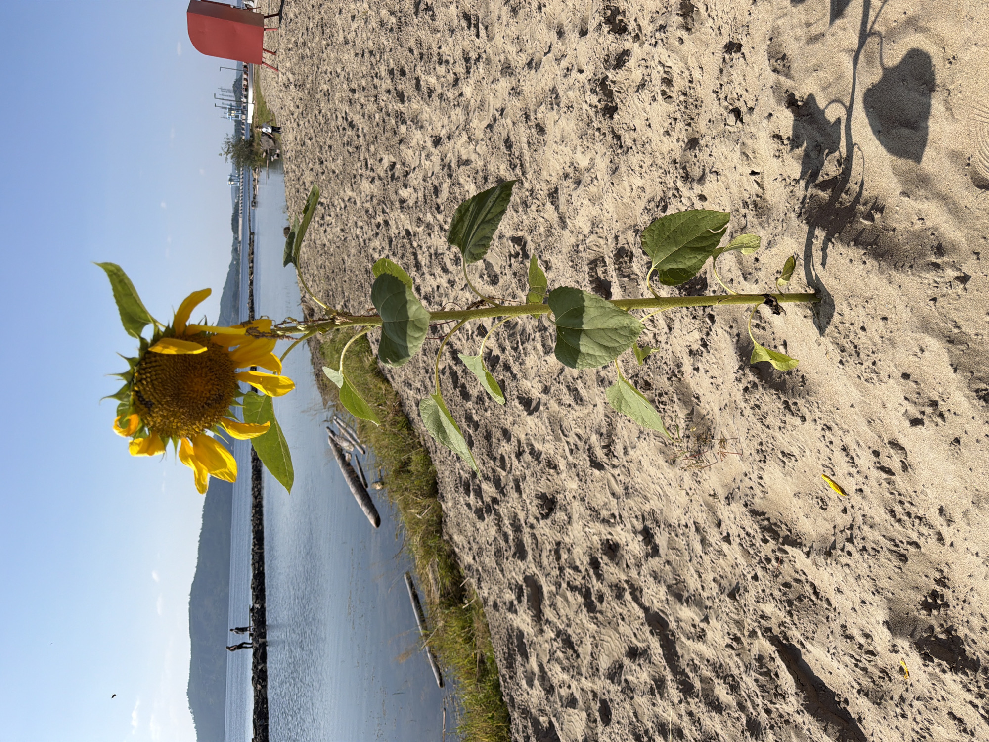 A lone sunflower stands tall on a sandy beach, its bright yellow petals facing the sun. In the background, a calm body of water stretches out towards a distant, tree-covered hill. A stone pier extends into the water, with two silhouetted figures standing on it. The sky above is a clear, vibrant blue. To the right of the frame, a bright red structure, possibly a lifeguard chair or shelter, is visible on the sand. The beach is textured with footprints and sand ripples. The scene appears to be set in Ust-Ilimsk, Russia, given the context provided.