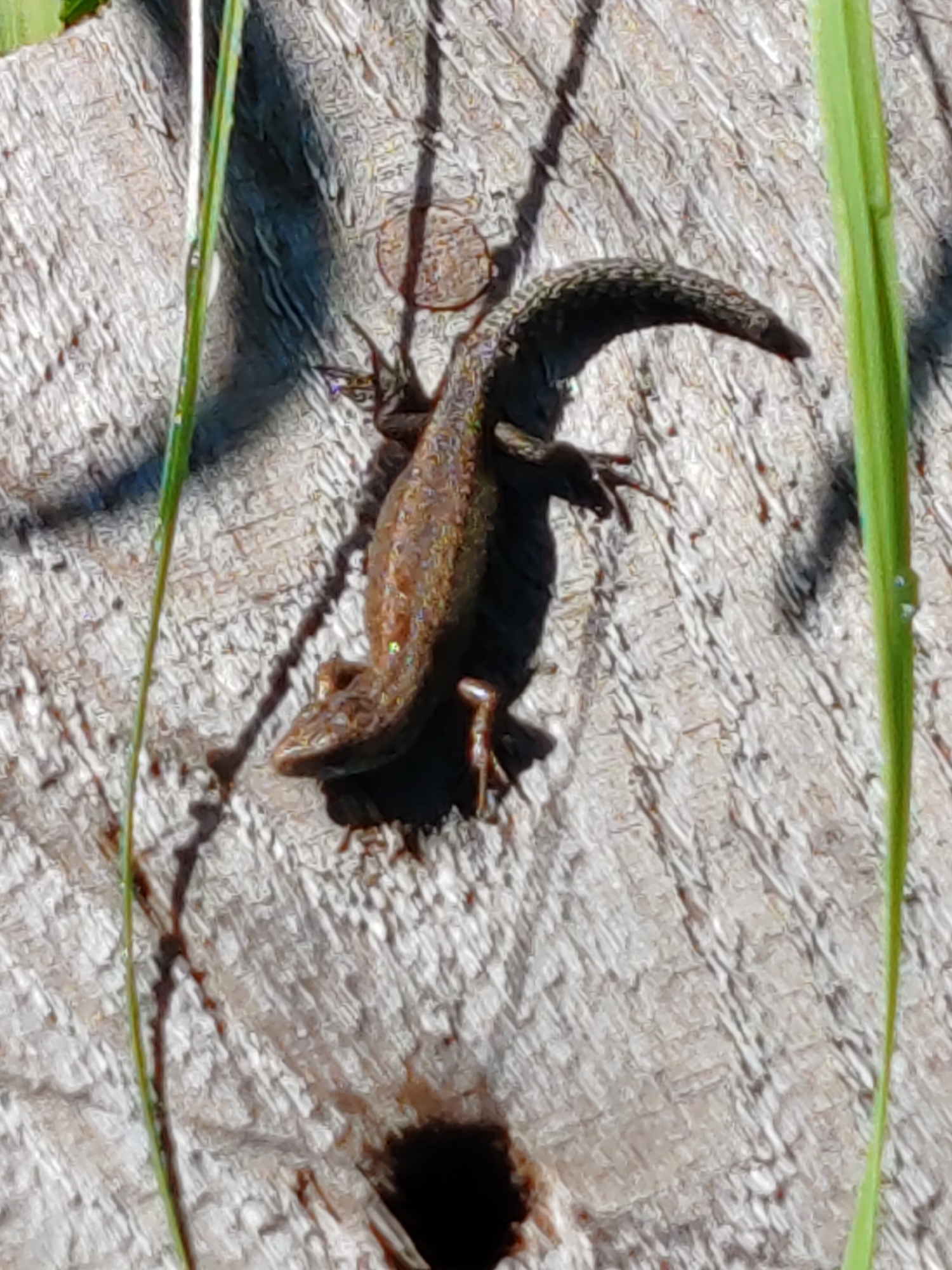 A brown lizard basks on a weathered wooden surface, possibly a fence or log, in bright sunlight. The lizard is positioned diagonally across the frame, with its head facing left and its body curving upwards. Its scales are detailed, showing a mottled pattern of browns and greens, with a slightly iridescent sheen visible in places. Its legs are splayed out, suggesting it's either resting or preparing to move. Shadows cast by the lizard and a thin blade of grass are visible on the wood, indicating a sunny day. Two blades of green grass are prominent in the foreground and to the right of the lizard, adding a natural element to the scene. The wood has a rough texture with visible grain and is light in color, with some darker areas suggesting wear or moisture. A dark, circular hole is present in the lower portion of the frame, partially obscuring the wood. The overall impression is a snapshot of wildlife in a natural, outdoor setting. The location is identified as Chukhlom, Russia. There is no visible text in the image.