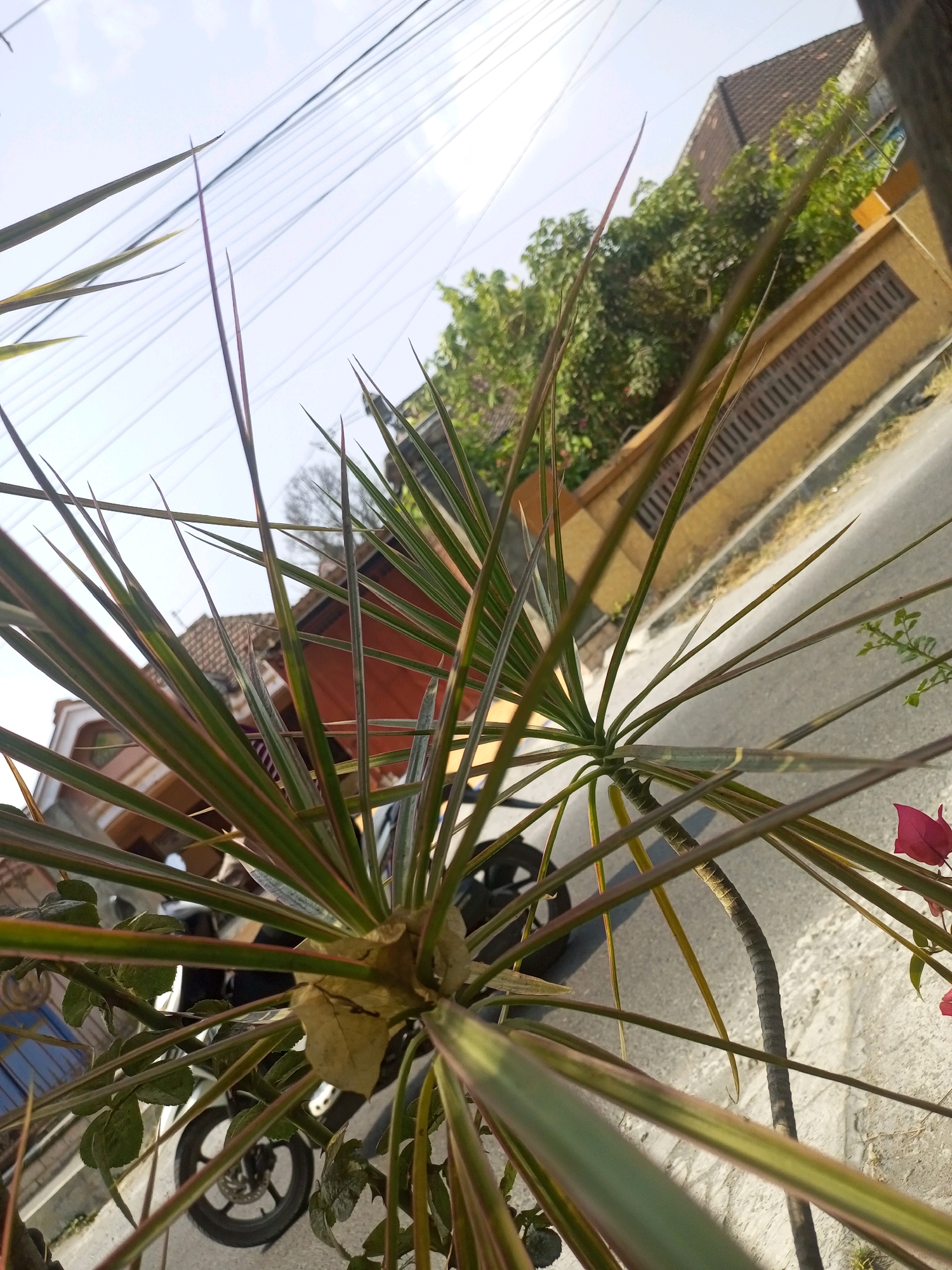 In Ngasem, Indonesia, this image captures a close-up view of a plant with long, pointed green and reddish leaves, angled upwards towards a bright sky crisscrossed with thin electrical wires. In the background, a yellow tiled wall with a decorative grill pattern runs along a paved street. Behind the wall, trees and a tiled roof of a building are visible. To the left, a motorcycle is partially visible, with its front wheel and a portion of its frame in focus. A small cluster of pink bougainvillea flowers is also present in the lower right corner of the frame. The scene appears to be an outdoor environment, likely a street or residential area, during the daytime.