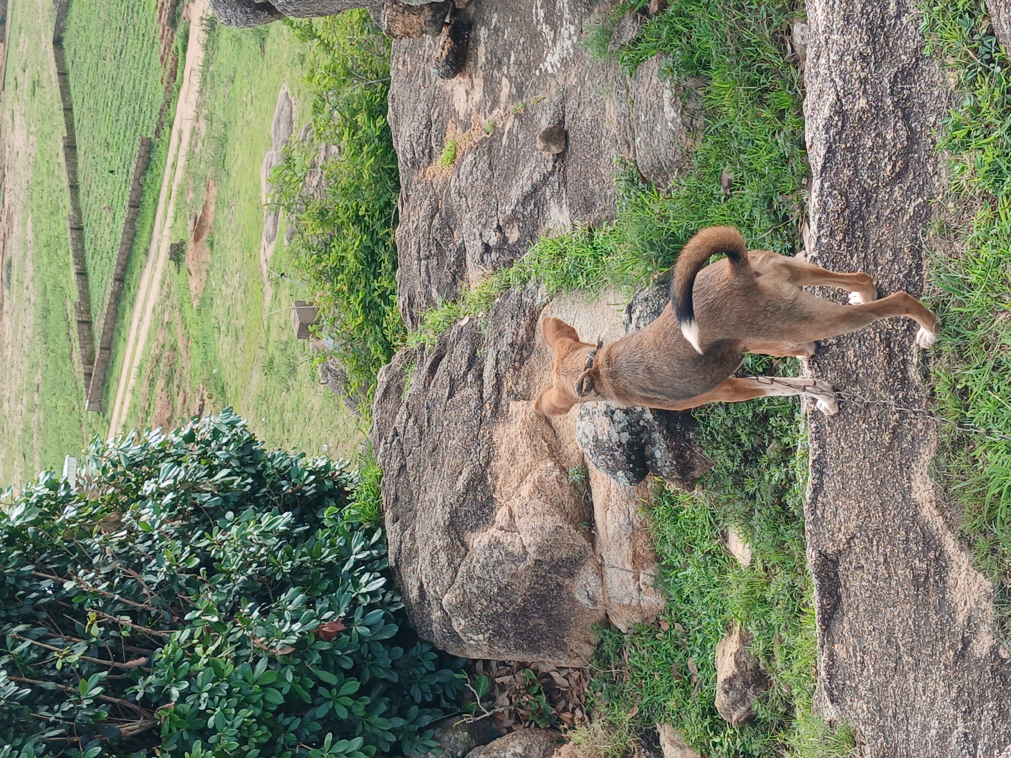 A brown dog stands on a rocky outcrop, facing away from the camera and looking out over a rural landscape. The dog has a white tip on its tail and is wearing a chain collar. In the background, there are fields with some agricultural structures and a dirt path. Lush green vegetation, including a large bush, surrounds the dog and the rocks. The overall scene depicts an outdoor environment with natural elements and signs of human activity. The location is described as Katon Rikkos, Nigeria.