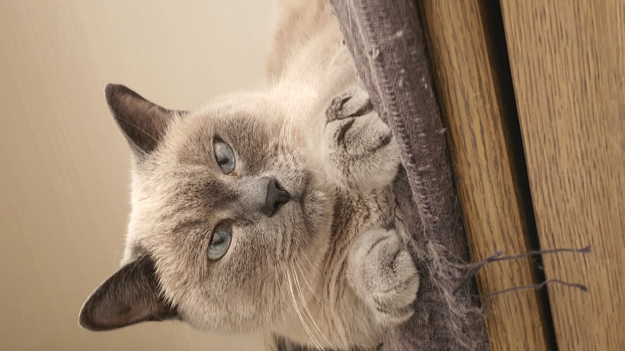 A close-up, low-angle shot shows a light brown Siamese cat with blue eyes resting on a dark gray, frayed blanket. The cat is lying on a wooden surface. The cat's front paws are crossed in front of its chest. The background is a plain, light beige wall. The image does not contain any information that allows for the determination of its location in Krasnoyarsk, Russia.