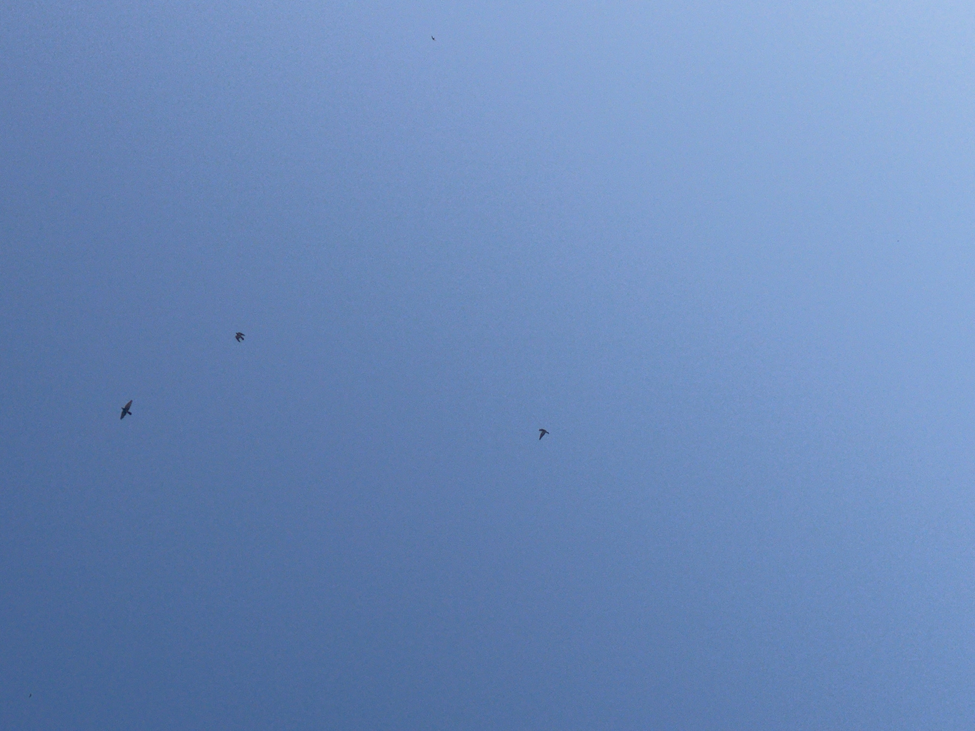 The image displays a vast expanse of a clear, bright blue sky, likely taken during the daytime over Petah Tikva, Israel. Several small, dark silhouettes of birds are visible in different parts of the frame, soaring through the air.
In the mid-left section, two birds are flying relatively close to each other, appearing as distinct shapes against the uniform background. Another bird, a tiny speck, can be seen higher up towards the top-center of the image. A fourth bird is located in the mid-right area, also in flight. The sky is completely free of clouds, indicating fair and sunny weather conditions.
The activity depicted is birds in flight. There are no other subjects, objects, or human presence visible in the scene. The image is minimalist, focusing on the open sky and the natural movement of the birds. No specific location cues are discernable within the image itself beyond the provided context. There is no visible text.