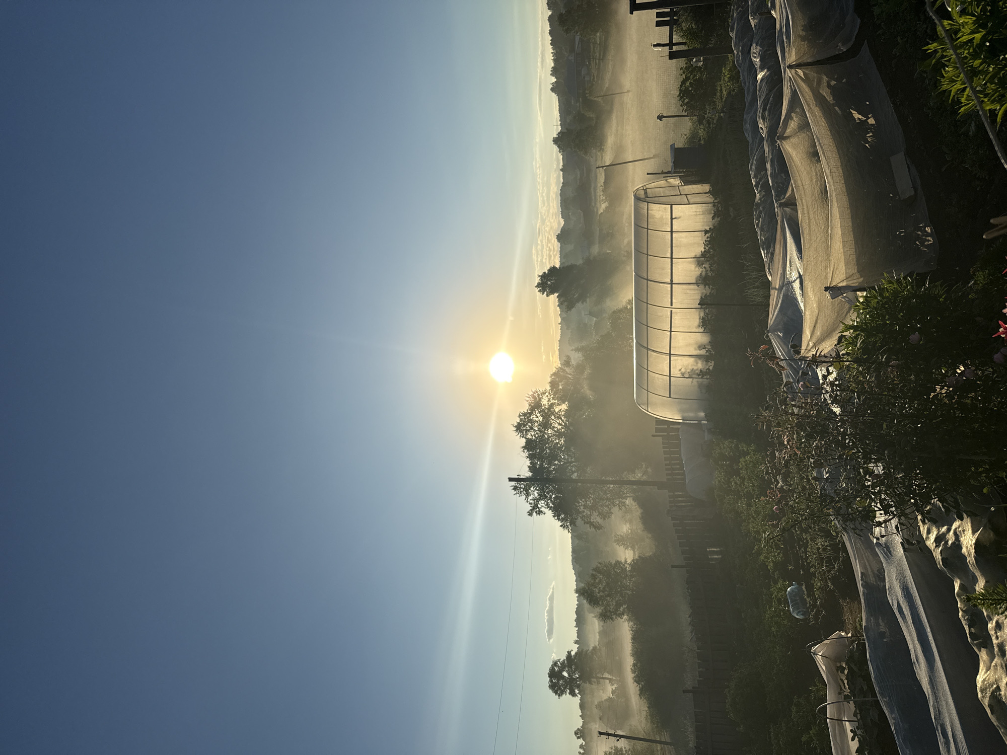 The image depicts a serene, sun-drenched rural landscape in the early morning, possibly in the city of Уральское, Russia. A clear blue sky dominates the upper portion of the frame, with the bright sun positioned slightly off-center to the right, casting a warm, diffused light. A subtle lens flare emanates from the sun, creating a hazy glow that stretches across the sky.
Below the sky, a misty fog hangs low over a rural scene, obscuring the distant treeline and the rolling hills. Several trees, some appearing silhouetted against the mist, punctuate the horizon. A few wisps of fog also drift through the middle ground, adding to the ethereal atmosphere.
In the foreground, a garden area is visible, with several rows of plants covered by protective netting. A greenhouse with a translucent, arched roof stands prominently in the mid-ground, its interior faintly illuminated by the morning sun. A wooden fence runs along the perimeter of the garden. The overall impression is one of peaceful, agricultural life bathed in the gentle light of a new day. There are no people visible in the image.