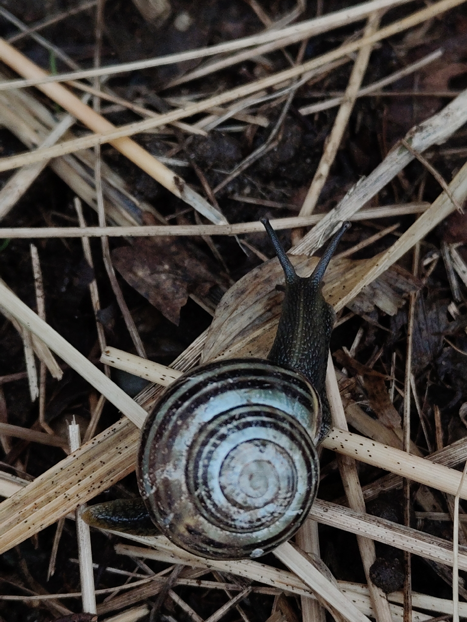 A snail with a patterned shell is on the ground surrounded by dried straw. The snail's head is visible, with antennae extended upward. The background consists of dark soil and decomposed plant matter. The location is unknown.
