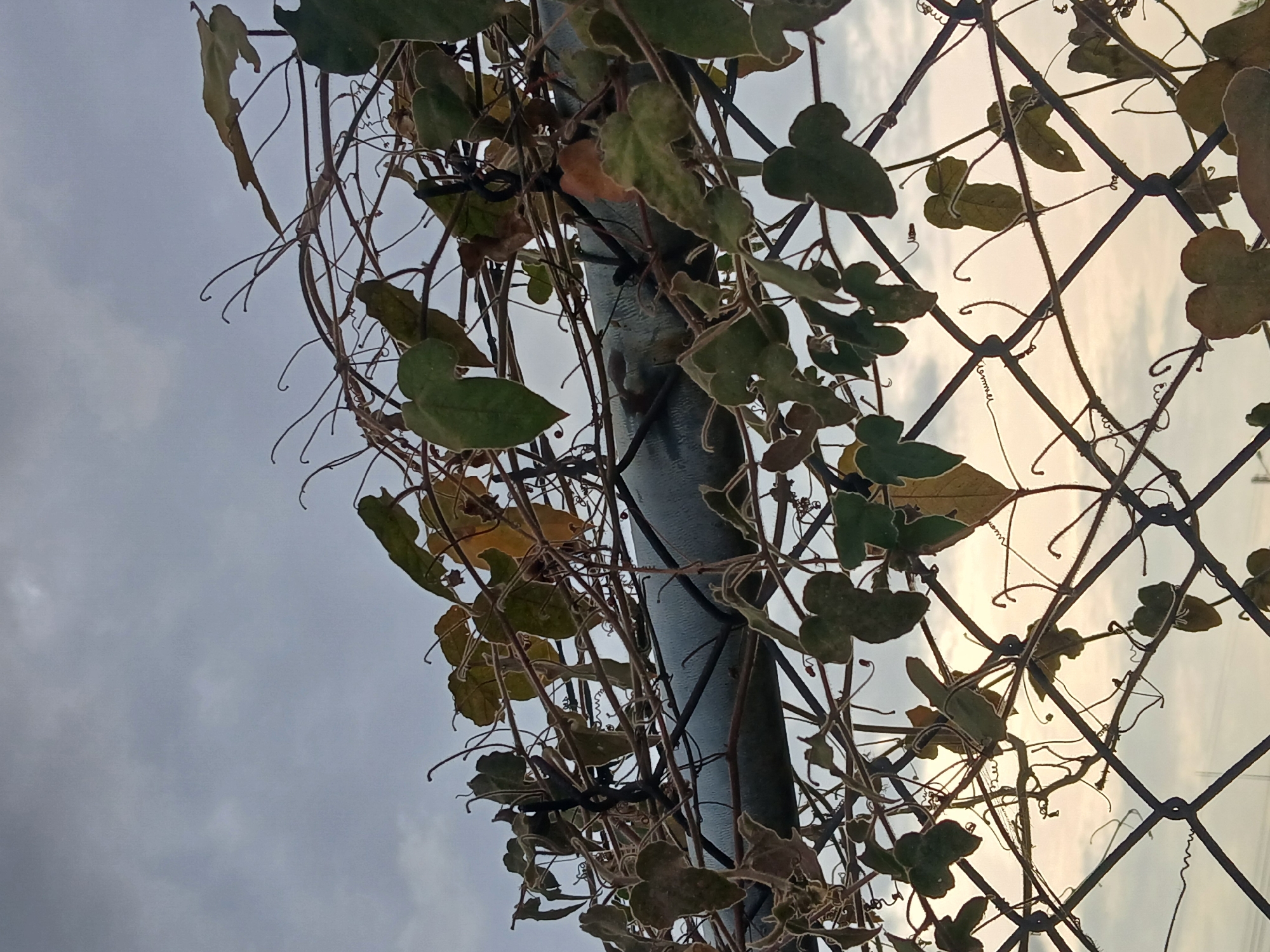 The image shows a metal fence overgrown with vines. The vines have heart-shaped leaves, some of which are green and some of which are yellowing or browning. The vines are also wrapped around a grey metal post. The sky in the background is overcast. The image was taken in Ciudad Guayana, Venezuela.