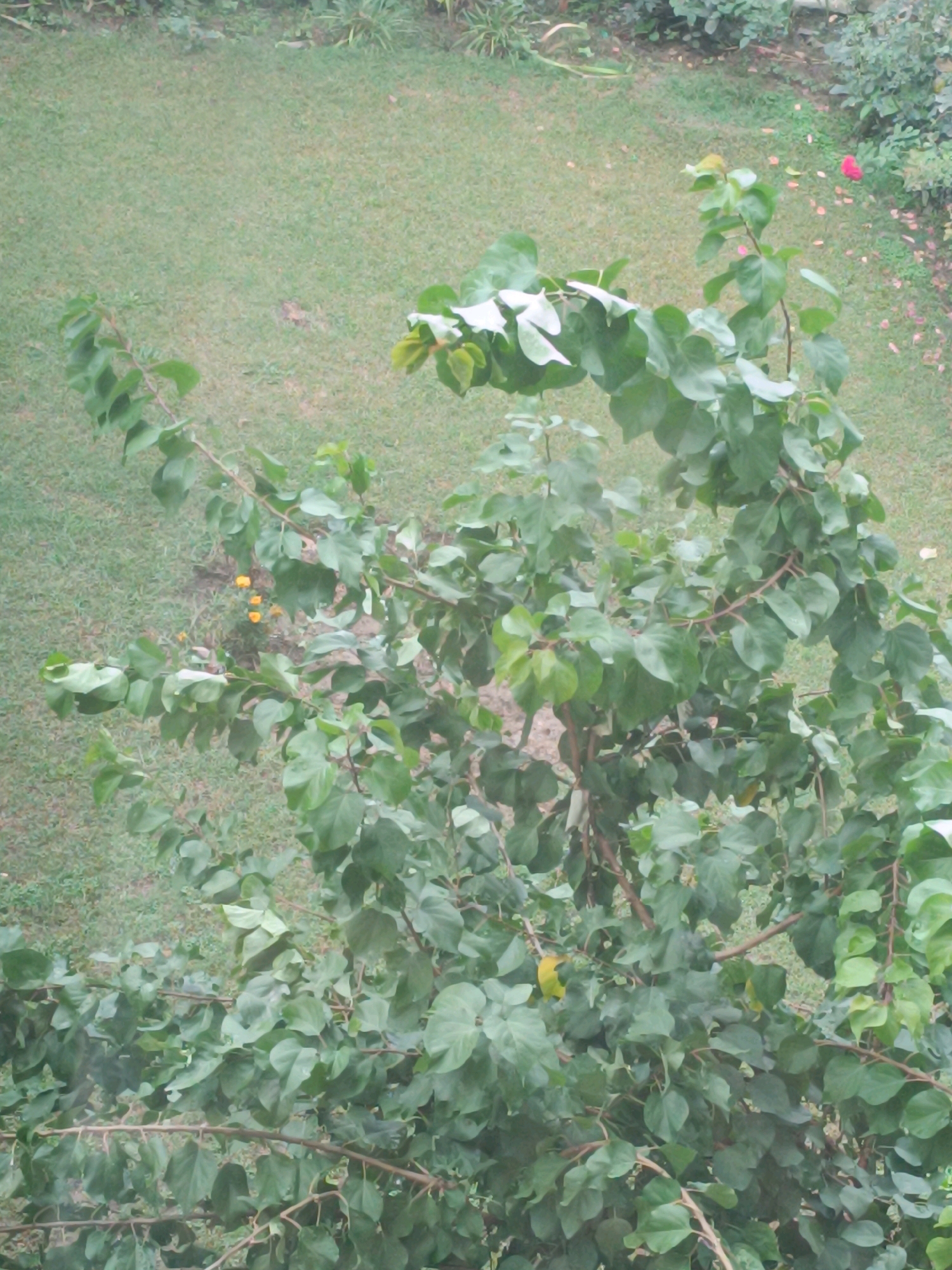 The image shows an overhead view of a green leafy tree with some scattered yellow flowers at its base. The background consists of a grassy lawn and other foliage. A single pink flower is visible in the upper right portion of the image, amidst some fallen petals. There is no indication of the city of Srinagar, India, or any other specific location. The scene is static and depicts a natural outdoor environment.