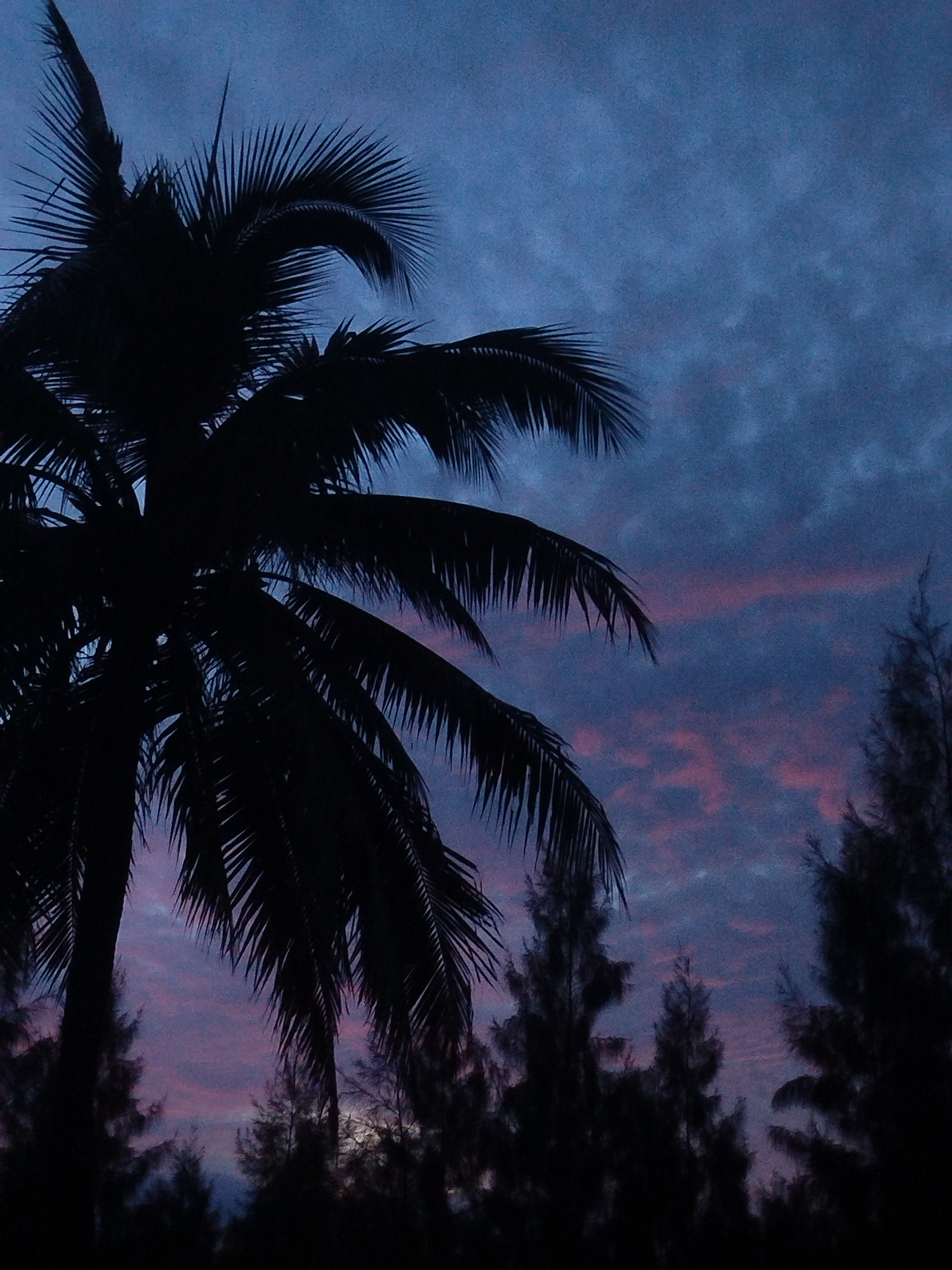 This image captures a twilight scene with a silhouette of a palm tree in the foreground, its fronds fanning out against a dusky sky. The sky is a gradient of deep blues and purples, with streaks of soft pink and orange clouds suggesting the last moments of sunset or the first hint of dawn. In the background, the silhouettes of other trees, possibly pine trees, create a darker, jagged horizon line. The overall mood is serene and slightly mysterious, typical of dusk. The location specified as Ratsada, Thailand, suggests a tropical setting, which is consistent with the presence of the palm tree. There are no people or discernible actions in the image, focusing solely on the natural landscape.
