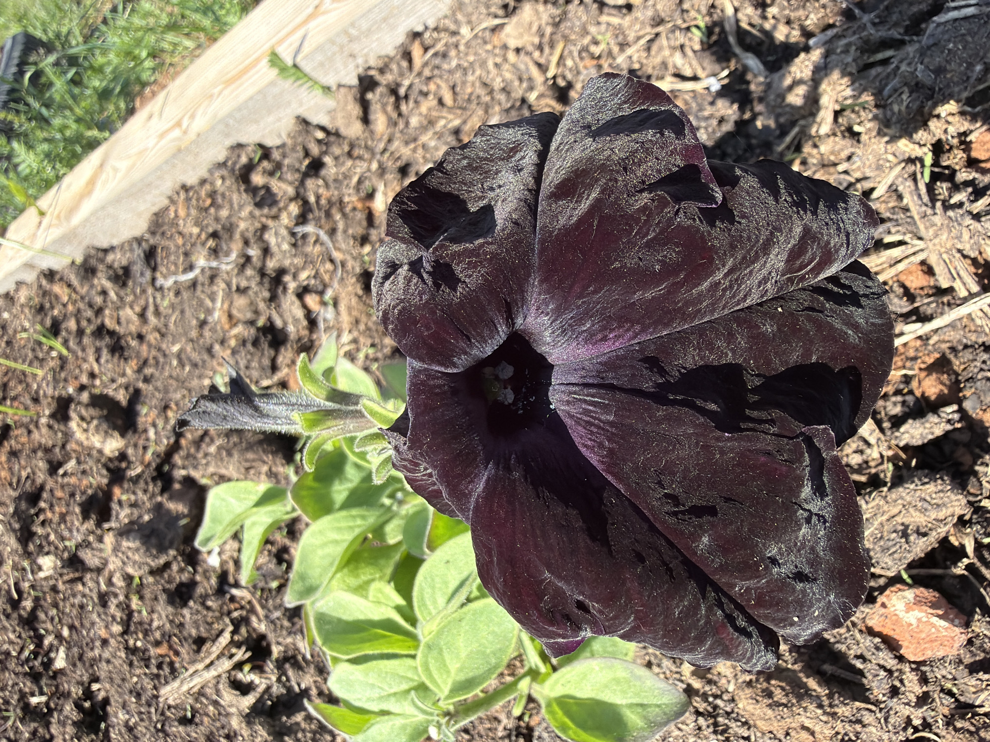 A close-up, high-angle shot focuses on a dark purple petunia flower in the foreground, its velvety petals exhibiting subtle variations in color due to sunlight. The flower is surrounded by dark, earthy soil, with some wood chips and small stones visible. To the left and behind the flower, several vibrant green petunia leaves sprout. In the background, a light-colored wooden planter box and more greenery are slightly out of focus. The image appears to be taken outdoors in a garden setting. There is no indication of Chaikovsky, Russia, in the image or its context.