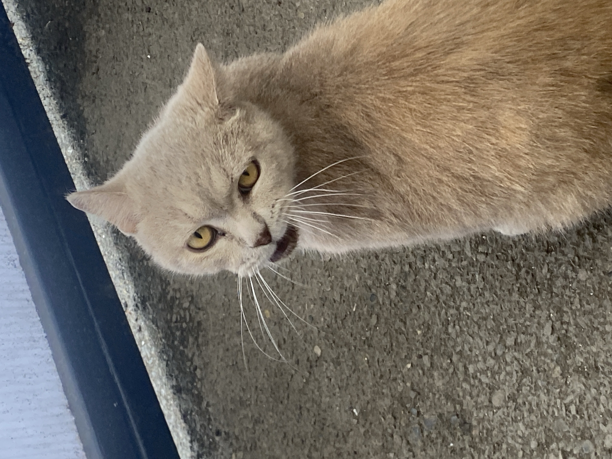 A light-colored cat with yellow eyes and pink ears is looking to the left of the frame. The cat's mouth is slightly open, revealing its teeth. The cat's fur is short and appears to be soft. The cat is sitting on a gray concrete surface. In the background, there is a dark blue band and a white, textured surface. The image is taken from a high angle, looking down at the cat. The overall lighting suggests it is daytime, with diffuse light. The scene does not contain any identifiable landmarks or specific features that would indicate its location in Maykop, Russia.