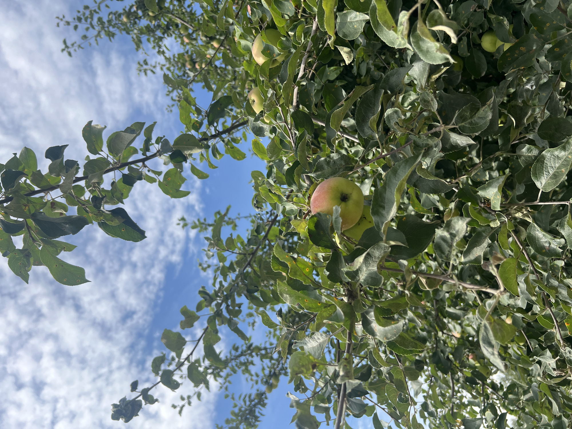 An upward-facing medium shot captures an apple tree against a bright blue sky dotted with white clouds. The foreground is dominated by a close-up of the tree's branches, laden with numerous green leaves, some showing signs of age with yellow spots. A single, ripening apple, transitioning from green to a blush of red, is prominently displayed in the lower left quadrant of the image. Other apples, smaller and predominantly green, are scattered throughout the branches, some partially obscured by leaves. The dense foliage of the apple tree fills most of the frame, with glimpses of the sky peeking through the gaps in the leaves.