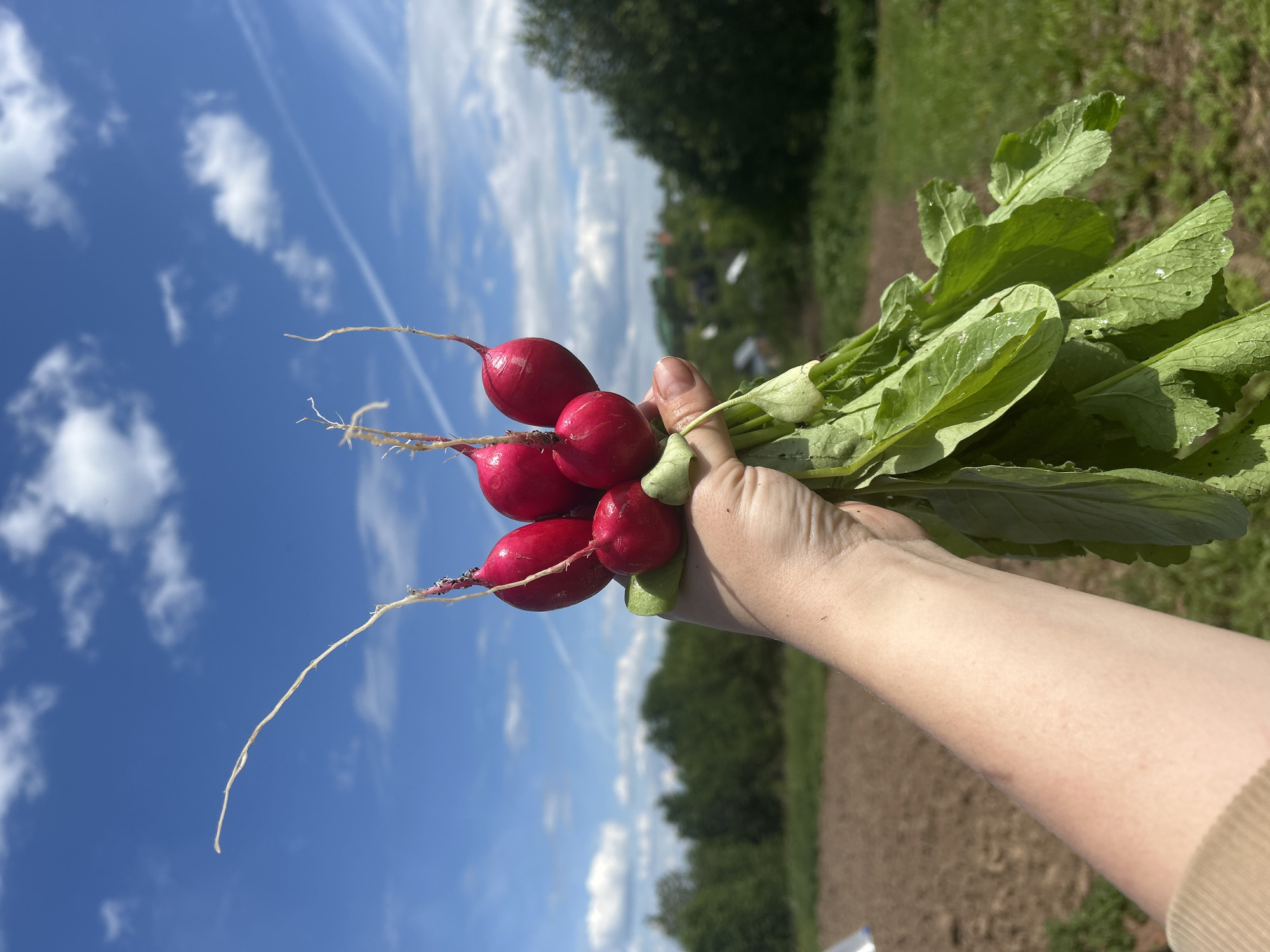 A close-up, high-angle outdoor shot depicts a human hand holding a fresh bunch of red radishes against a bright blue sky, placing the scene in the vicinity of Фоки, Russia. The light-skinned hand, with a visible forearm and a partial beige sleeve, grasps approximately six to seven vibrant red, oval-shaped radishes by their green leafy tops. Thin, light-colored root remnants extend upward from the radish bulbs. The broad, green leaves appear slightly damp and exhibit minor perforations, suggesting recent harvest. The background features a clear blue sky with scattered white cumulus clouds and a faint white contrail traversing the upper right quadrant. Below the horizon line, from left to right, are a tilled brown field, a dense line of green deciduous trees, and patches of bright green grass. Distant, blurred structures indicative of a rural settlement are visible beyond the trees on the right. The overall lighting suggests a sunny daytime environment.