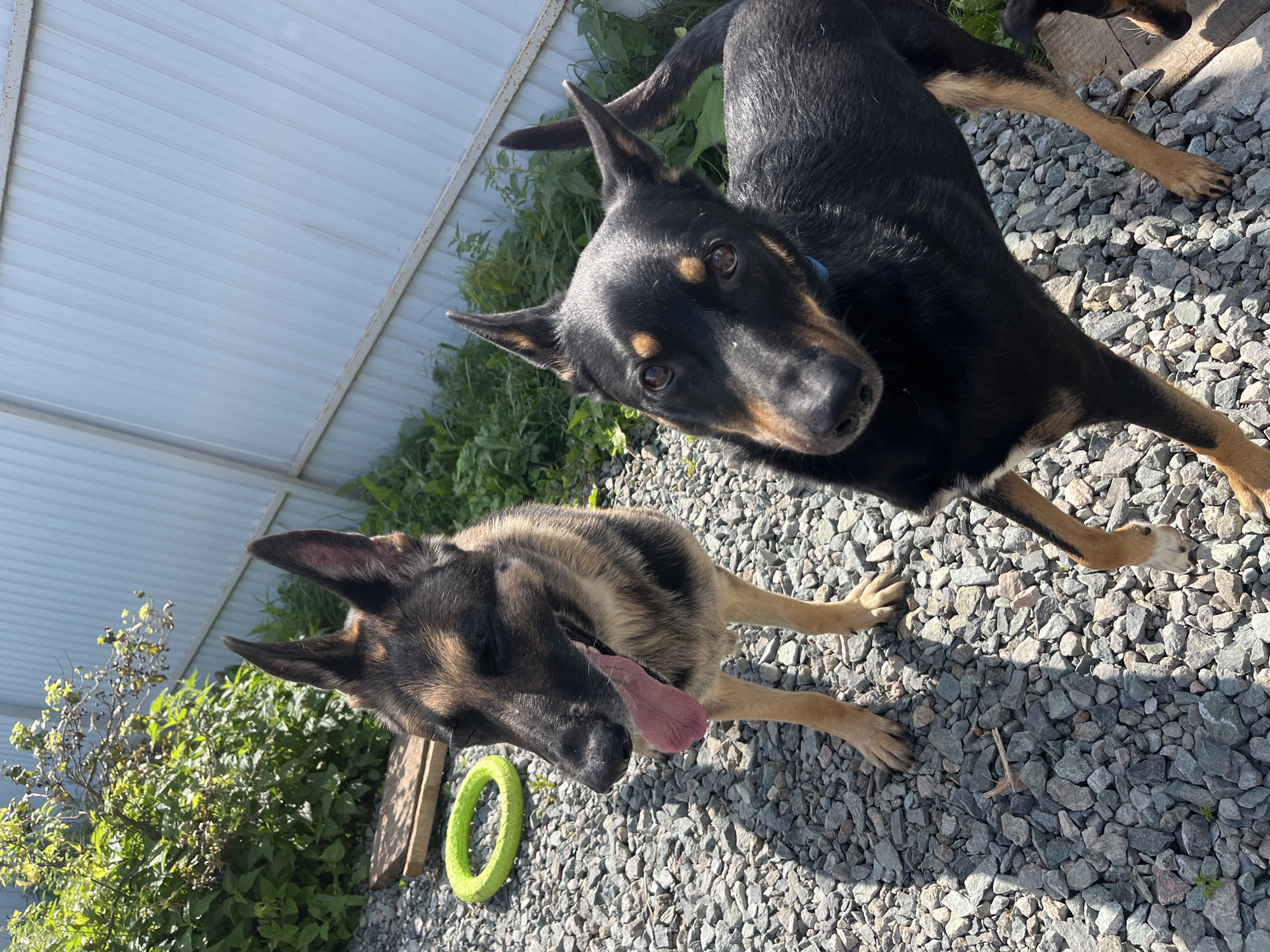 Two dogs, one German Shepherd and another black and tan dog, are standing on a gravelly area next to a pale blue corrugated metal fence. The German Shepherd is in the foreground on the left, panting with its tongue out and eyes closed. The black and tan dog is to the right, looking directly at the camera. Behind the dogs, there is green foliage and a bright green ring toy is visible on the ground to the left of the German Shepherd. The image appears to be taken outdoors on a sunny day. The location is unknown but the presence of a gravelly yard and a simple metal fence suggests a residential or industrial area.