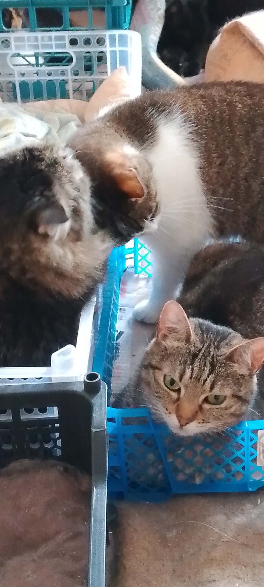 This is a vertical, medium-shot, eye-level photograph of three cats, two of which are clearly visible, within a domestic setting in Belgorod, Russia. The primary focus is a tabby cat with green eyes resting its head on the edge of a blue plastic crate. Its expression is relaxed, with its eyes partially closed. To its left, another cat, a dark tabby with a fluffy tail, is partially visible, peeking out from a gray crate. In the background, a third cat, predominantly white with brown markings, is mostly out of focus, with its white chest and paws visible. The cats appear to be resting or waiting in their respective crates, which are stacked and arranged within what seems to be a room. The lighting suggests it is daytime, and the indoor setting offers no specific weather cues. The crates are a common object used for transporting or housing pets, and their presence indicates a pet-friendly environment. The overall mood is peaceful and domestic, showcasing the cats in a relaxed state. No text is visible in the image.