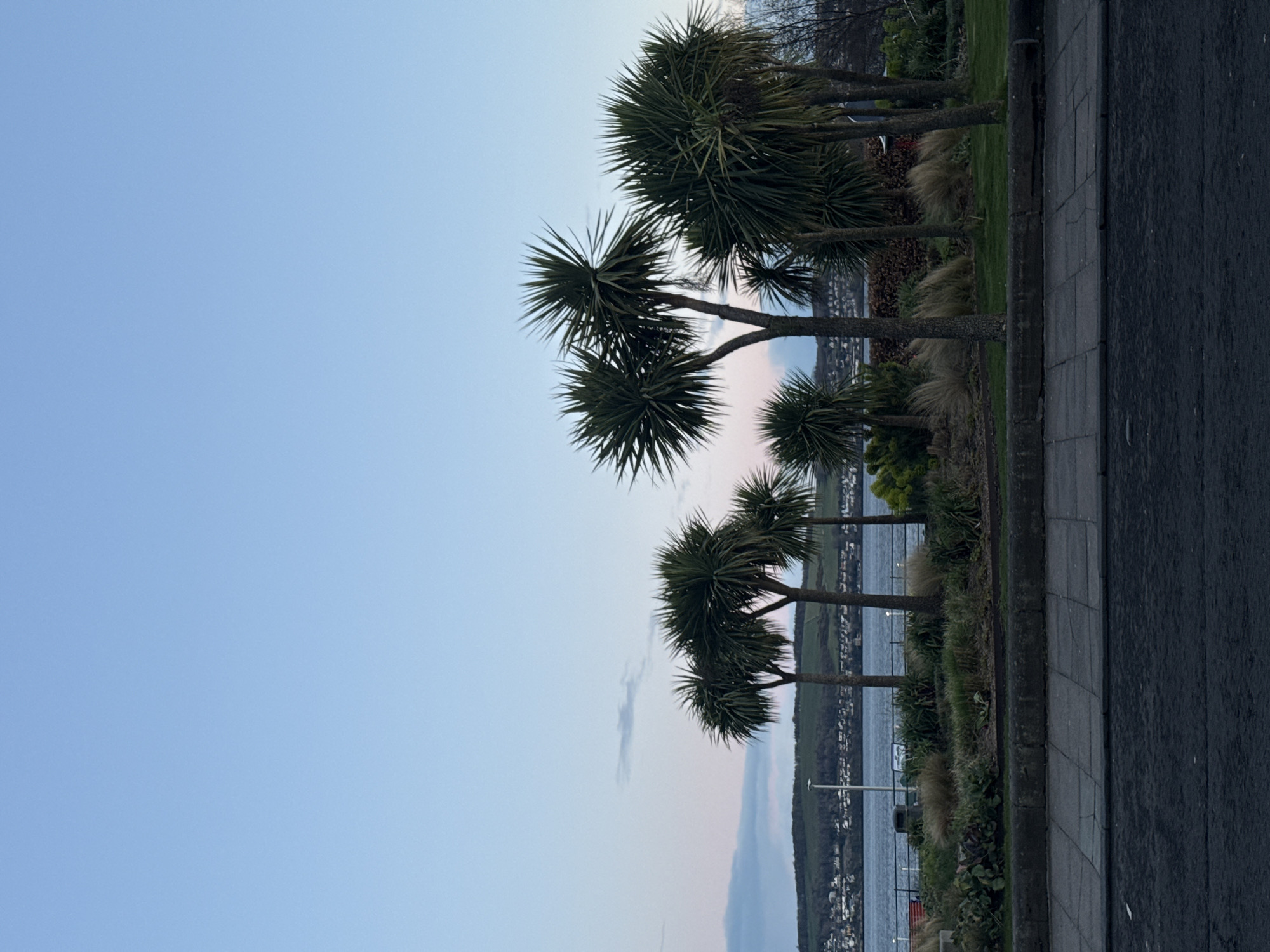 The image captures a row of Cordyline australis trees lining a waterfront promenade in an unknown city. The trees vary in height and maturity, displaying dense clusters of spiky leaves at the ends of their trunks. The sky transitions from a light blue at the top to a subtle pink hue near the horizon, suggesting either dawn or dusk. In the background, across the water, a tree-covered land mass is visible, punctuated by houses or buildings along the shore. A gray sidewalk runs along the right edge of the frame, next to a paved road. A low wall or border separates the sidewalk from a bed of vegetation. The overall scene conveys a tranquil coastal environment.