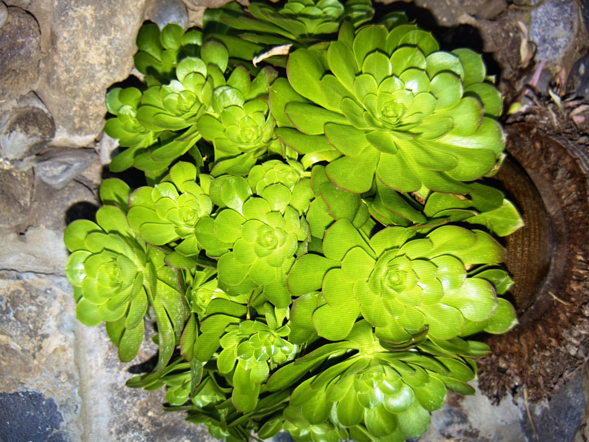 A top-down, close-up view shows a cluster of bright green succulents in a pot. The succulents have fleshy, rounded leaves that are tightly packed, forming rosettes. Some of the leaves have reddish edges. The pot appears to be made of a dark material and is partially obscured by the plants and surrounding organic material. The background is a textured surface of grey and brown stones, likely a wall. The scene is illuminated, casting shadows on some of the leaves and the ground. The image does not provide any specific clues to indicate its location within Kyiv, Ukraine.