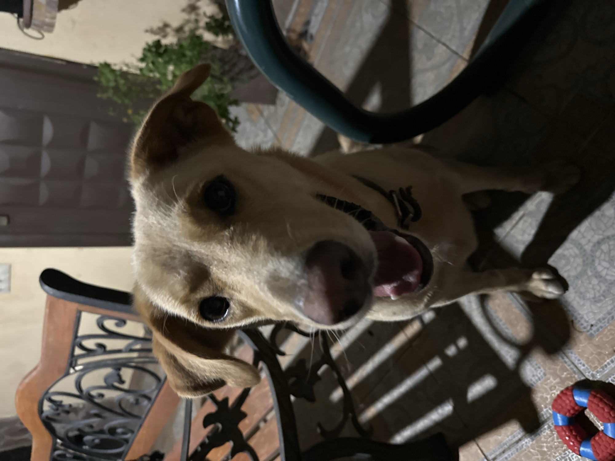 A close-up, eye-level shot features a medium-sized, tan dog with large, dark eyes and floppy ears. The dog is panting, with its tongue visible and its mouth open. It is wearing a dark collar. The dog is positioned on a tiled floor, with its front paws visible. To the left of the dog, a red and blue ring-shaped dog toy is visible on the floor. In the background, a wooden bench with an ornate metal back is partially visible. Behind the bench, a door or wall is visible, along with some greenery. The lighting suggests it is nighttime or dusk, with shadows cast on the floor from the bench. There is no information to suggest this image is located in Sochi, Russia.