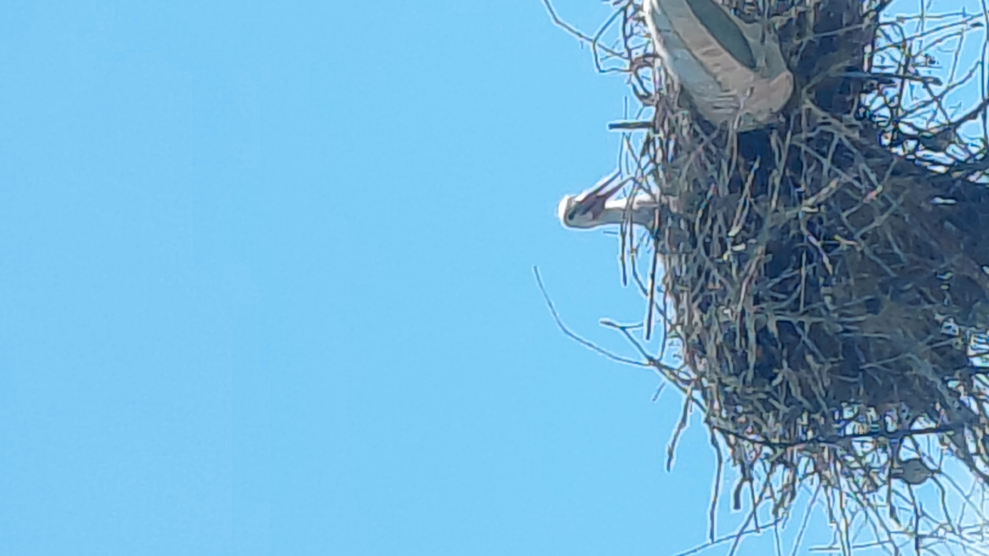 A heron-like bird with an open beak is visible in a large, woven stick nest set against a clear blue sky in an unspecified location in the city of Unknown, Unknown.