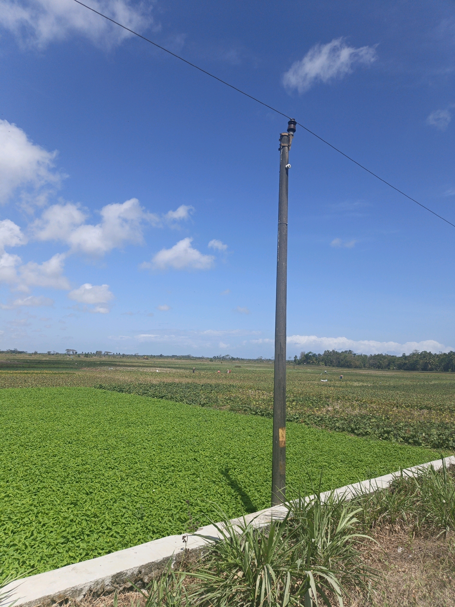 The image captures a wide agricultural landscape under a clear blue sky dotted with scattered white clouds. In the foreground, a tall, dark utility pole stands prominently, with a wire extending from its top, disappearing into the upper right corner of the frame. To the left of the pole, a dense, vibrant green field of crops stretches out, bordered by a low concrete wall. Beyond this field, the landscape transitions to other agricultural areas with varying shades of green and brown, interspersed with trees and vegetation. Several figures, appearing to be farmers, are visible working in the fields in the middle ground and distance. The overall environment suggests a rural setting in Kamulyan, Indonesia, characterized by agricultural activity and an open sky.