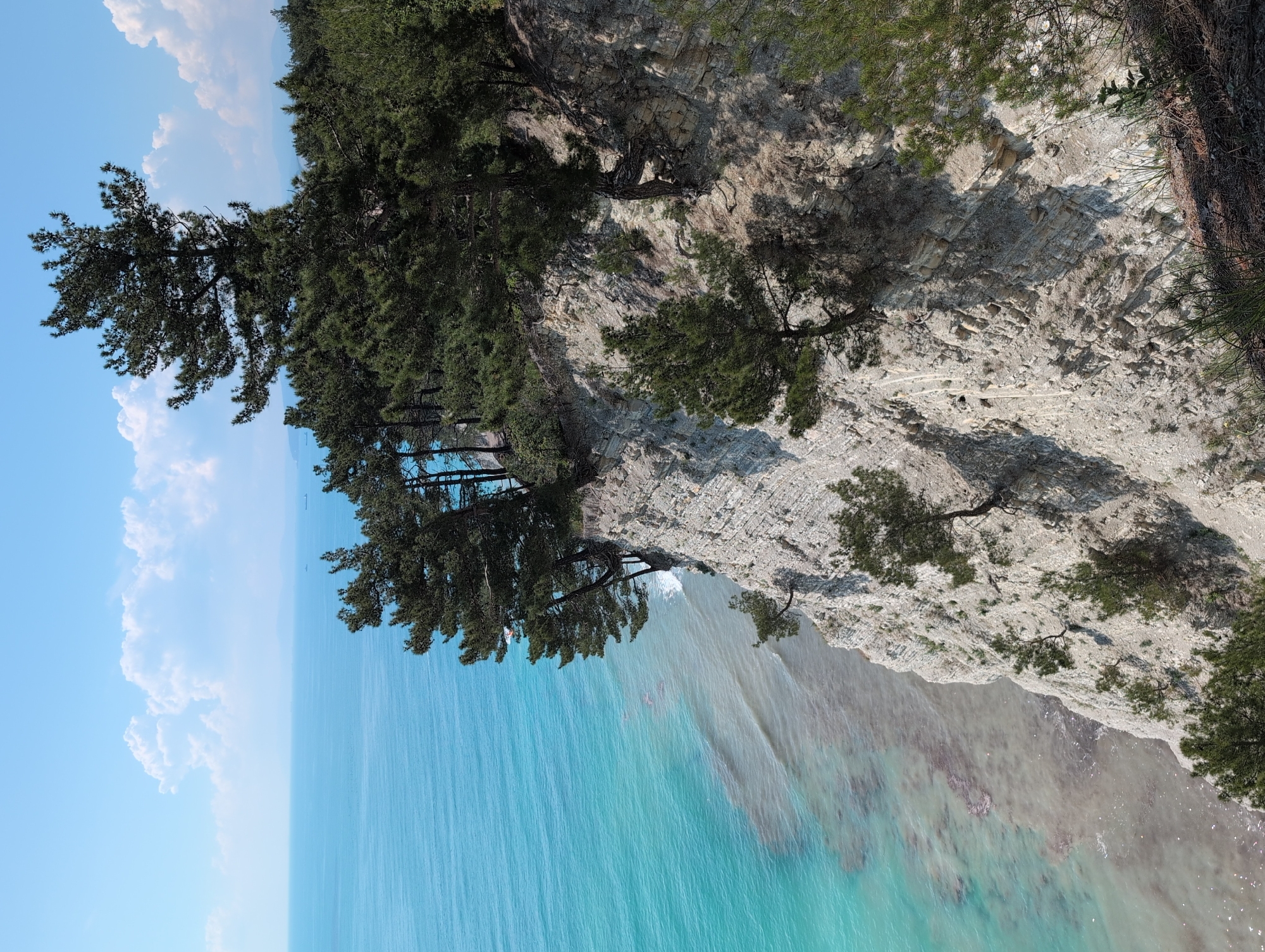 This image depicts a picturesque view of the Black Sea coast near Divnomorskoye, Russia. A steep, layered cliff face dominates the foreground, covered with sparse vegetation and rugged rock formations. Pine trees cling precariously to the cliff's edge and upper slopes, their dark green foliage contrasting with the pale, weathered stone. The turquoise waters of the Black Sea stretch out to the horizon, appearing clear and inviting near the shore, gradually darkening into a deeper blue as they recede. Gentle waves lap at the base of the cliff, creating a thin line of foam. The sky above is a vibrant blue, dotted with fluffy white cumulus clouds. Distant, hazy landmasses are visible on the horizon, suggesting a broader coastal landscape. The scene is bathed in bright sunlight, casting sharp shadows and highlighting the textures of the rocks and trees. There are no people or human-made structures immediately visible in the frame, emphasizing the natural beauty of the location.