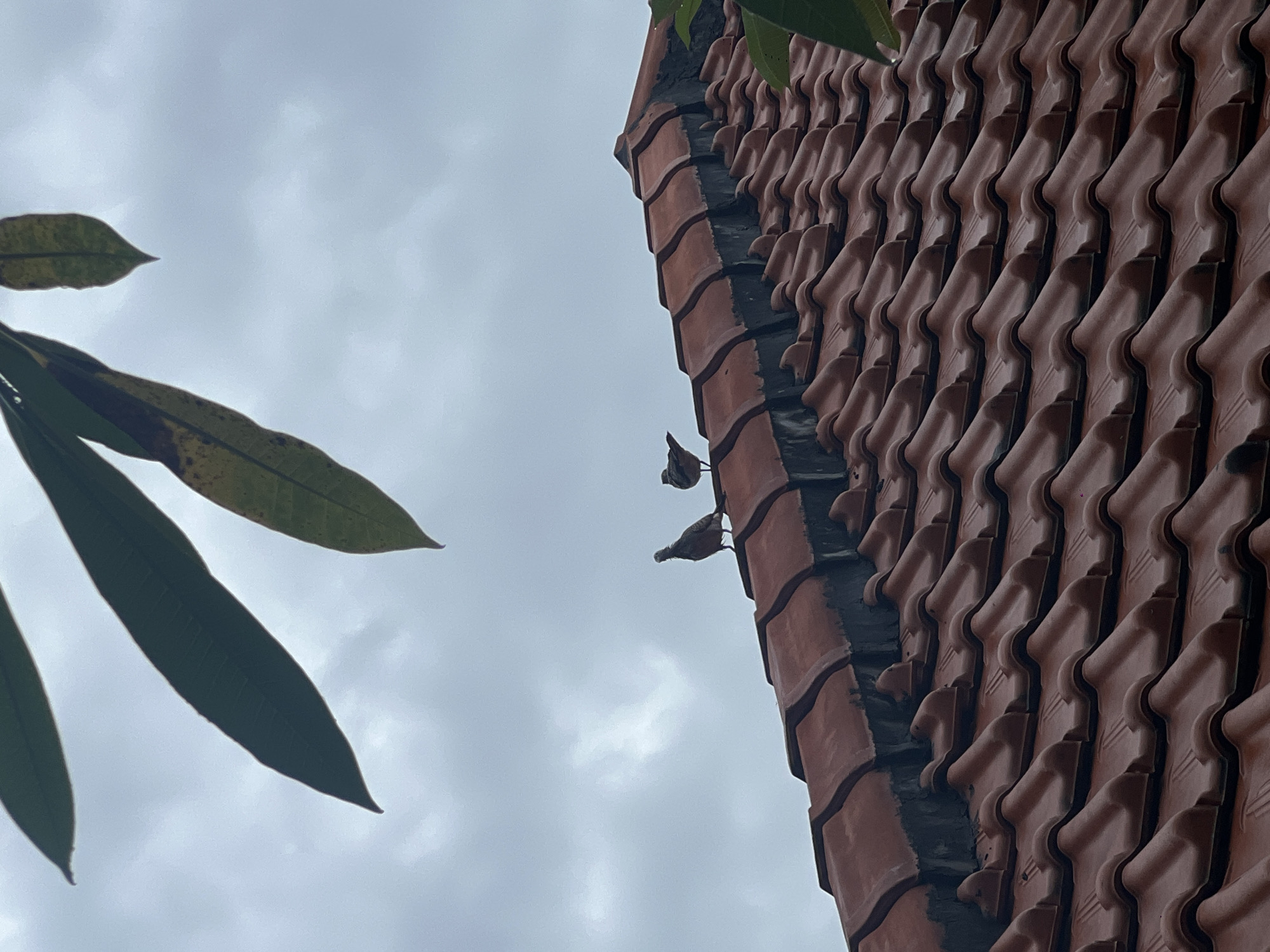 The image presents an upward view of an overcast sky, largely filled with diffused light. In the foreground, on the left side, several large, dark green leaves from a tropical plant, possibly a plumeria, partially frame the scene. The leaves are silhouetted against the bright, cloudy sky.
On the right side, a tiled roof is prominently featured, rising diagonally across the frame. The roof is covered with numerous rows of reddish-brown, terracotta-colored tiles, arranged in a distinctive ridged pattern. Two small, dark-feathered birds are perched on the very edge of the roof, near where it meets a darker, possibly weathered wall section. The birds are relatively small and appear to be facing to the left.
The sky is entirely covered with grey clouds, indicating an overcast day with no direct sunlight. The scene suggests a calm and natural moment. The style of the roof tiles and the tropical foliage align with the provided location context of North Kuta, Indonesia. There is no visible text or human activity in the image.