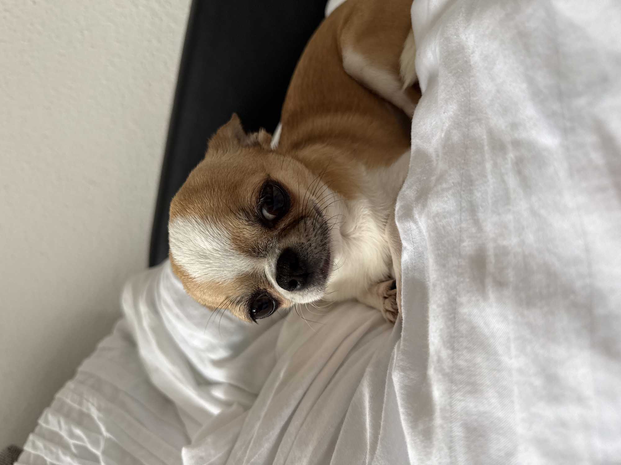 A small, tan and white chihuahua rests on white bedding in a close-up shot. The dog's head is angled towards the camera, with its dark eyes looking directly at the viewer. The dog's body is partially obscured by the bedding, and a black object is visible in the background behind the dog's head. The location is not discernable from the image.