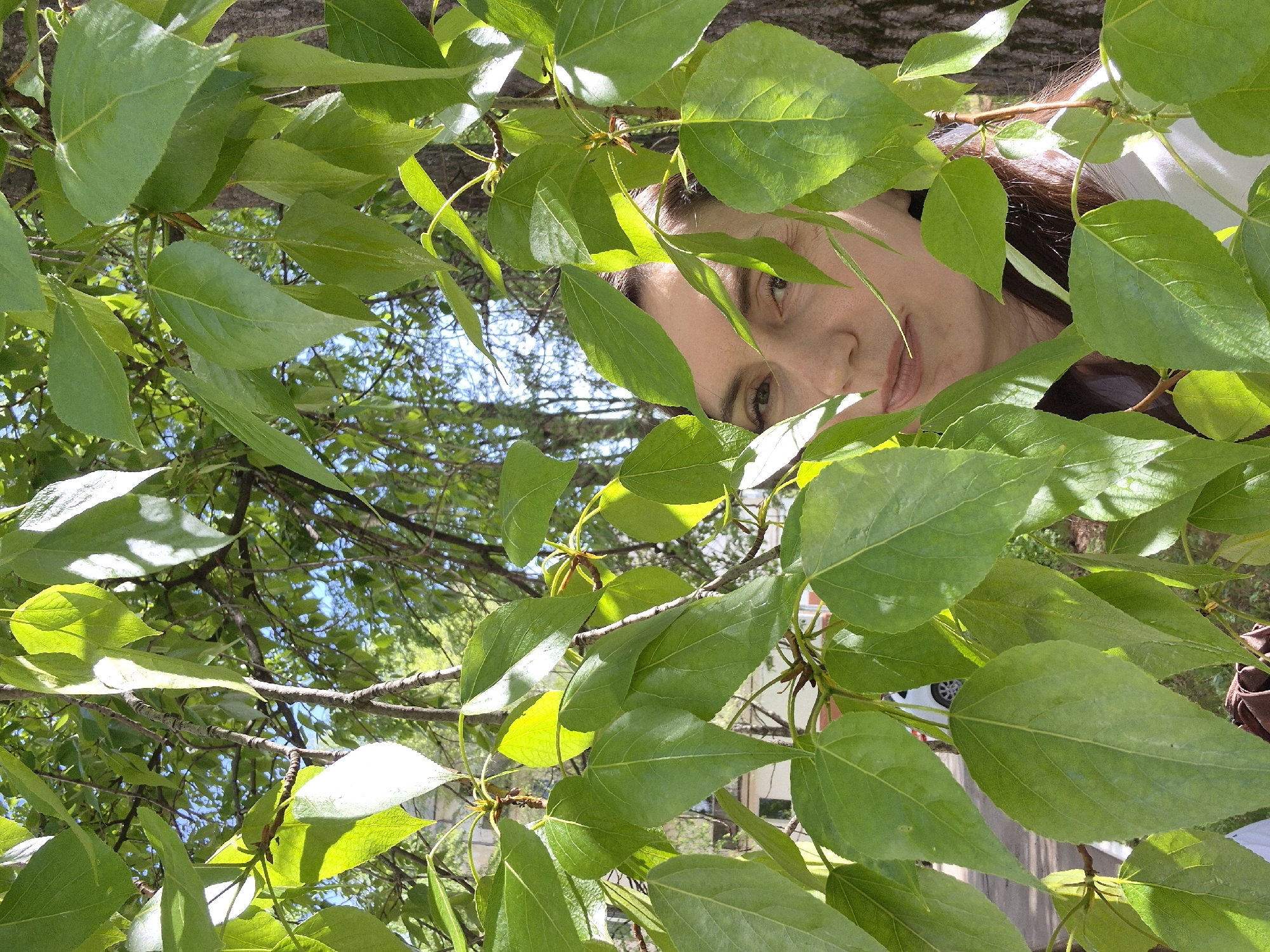 The image shows a woman peering through the foliage of a tree. The woman's face is partially obscured by green leaves. Her eyes are visible and focused toward the viewer. She has brown hair. Behind the leaves and the woman, there is a glimpse of a blue sky. The scene appears to be outdoors, with a tree and its leaves as the primary focus. Parts of a white vehicle and building are also visible.