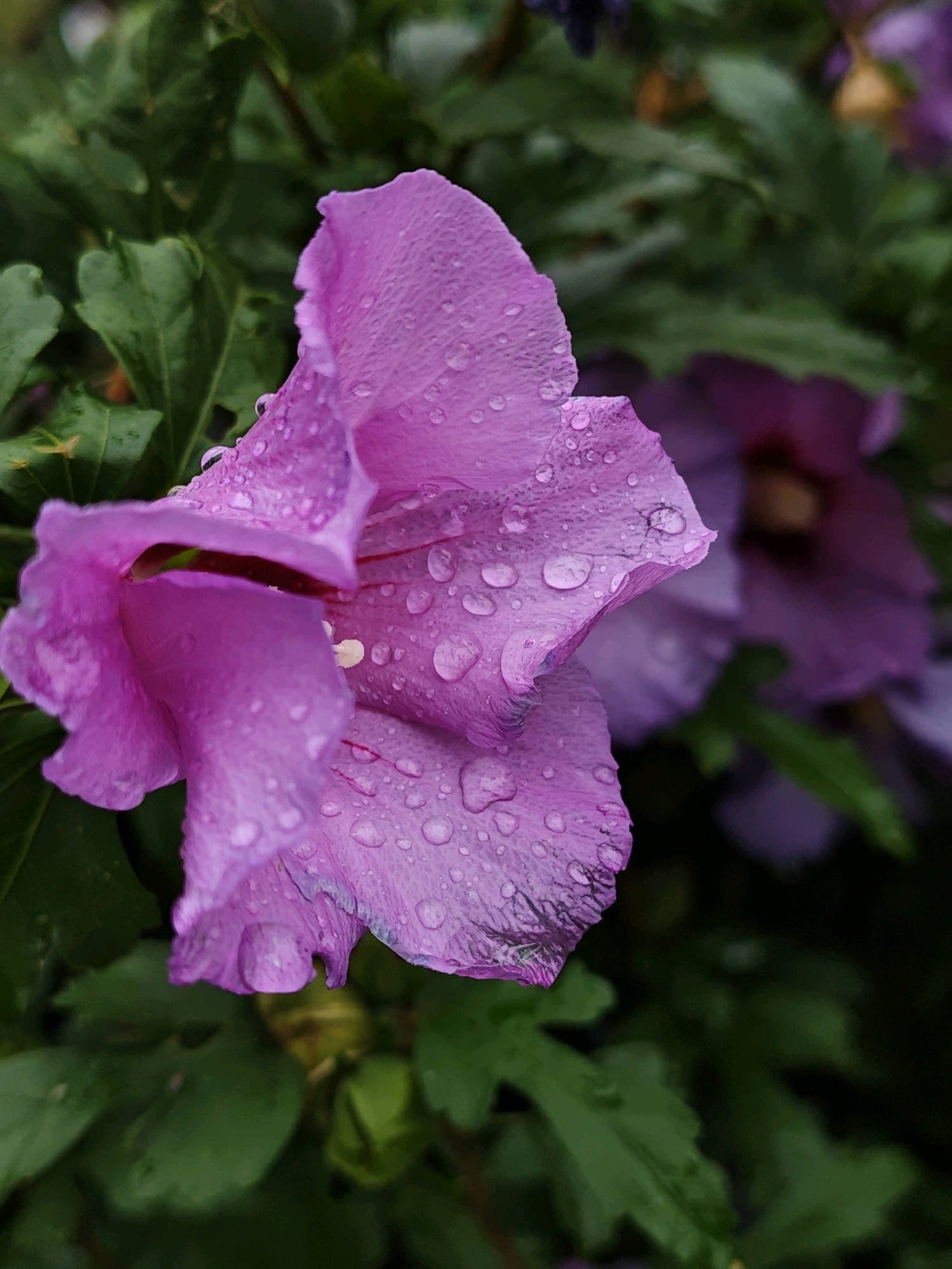 A close-up, eye-level, vertical, outdoor, daytime, full-color, medium shot shows a vibrant purple hibiscus flower in bloom, covered in numerous small water droplets. The flower, positioned in the left half of the frame, is angled towards the left and slightly upwards, with its petals unfurling. The texture of the petals is visible, with a slightly crinkled appearance. Behind the foreground flower, a second, out-of-focus purple hibiscus flower is partially visible in the upper right quadrant of the image, with its center appearing slightly darker. Lush green foliage forms the background, with some leaves also showing water droplets. The overall scene suggests a garden or park setting, possibly after a rain shower. The image was captured in Parkhomivka, Ukraine.