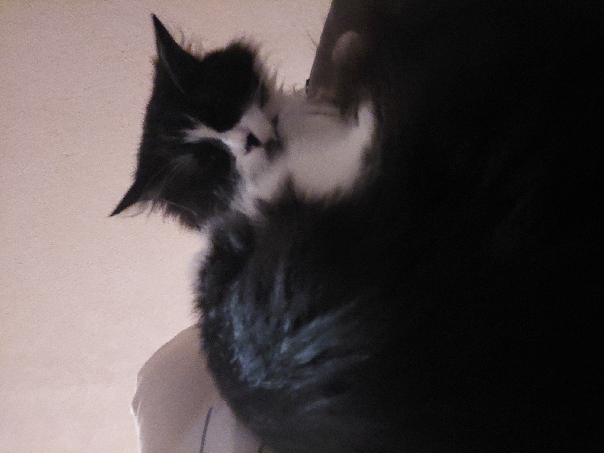 A low-angle shot depicts a black and white cat. The cat's head is turned to the left, with the ear tips visible on the left side of the frame. The cat's fur is fluffy. The background is a light peach color on the left and a darker, out-of-focus area on the right. The lower portion of the image shows a light-colored surface, possibly a shirt or blanket. There is no information to associate the image with Plovdiv, Bulgaria.