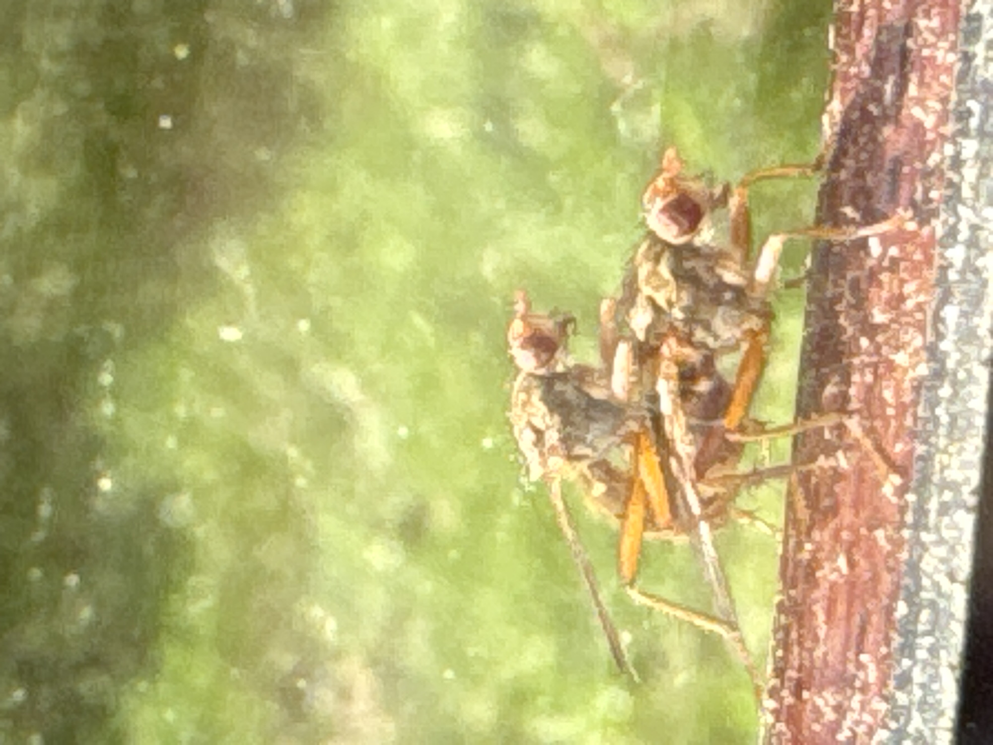 Two insects are on a branch. The branch is brown with speckled white. The insects are light brown with orange legs and red eyes. The background is green. The location is Les Ulis, France.