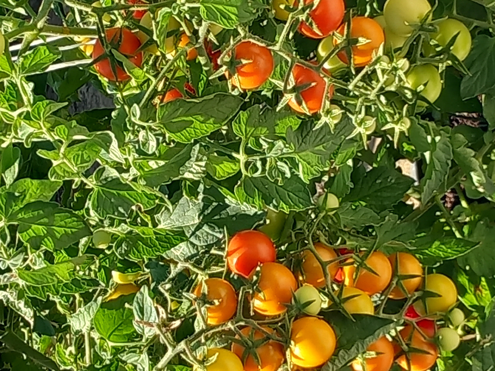 A close-up shot captures a cluster of ripe and unripe tomatoes hanging from their vines amidst lush green foliage. The tomatoes vary in color, with some bright red and others a vibrant orange and yellow, and a few green ones still developing. The sunlight casts a warm glow on the fruits, highlighting their smooth, round surfaces and the intricate details of the leaves and stems. The image appears to be taken outdoors, likely in a garden or on a farm, given the natural setting and the presence of healthy vegetation. The overall impression is one of abundance and natural beauty, with the focus on the vibrant colors and textures of the ripening tomatoes.
