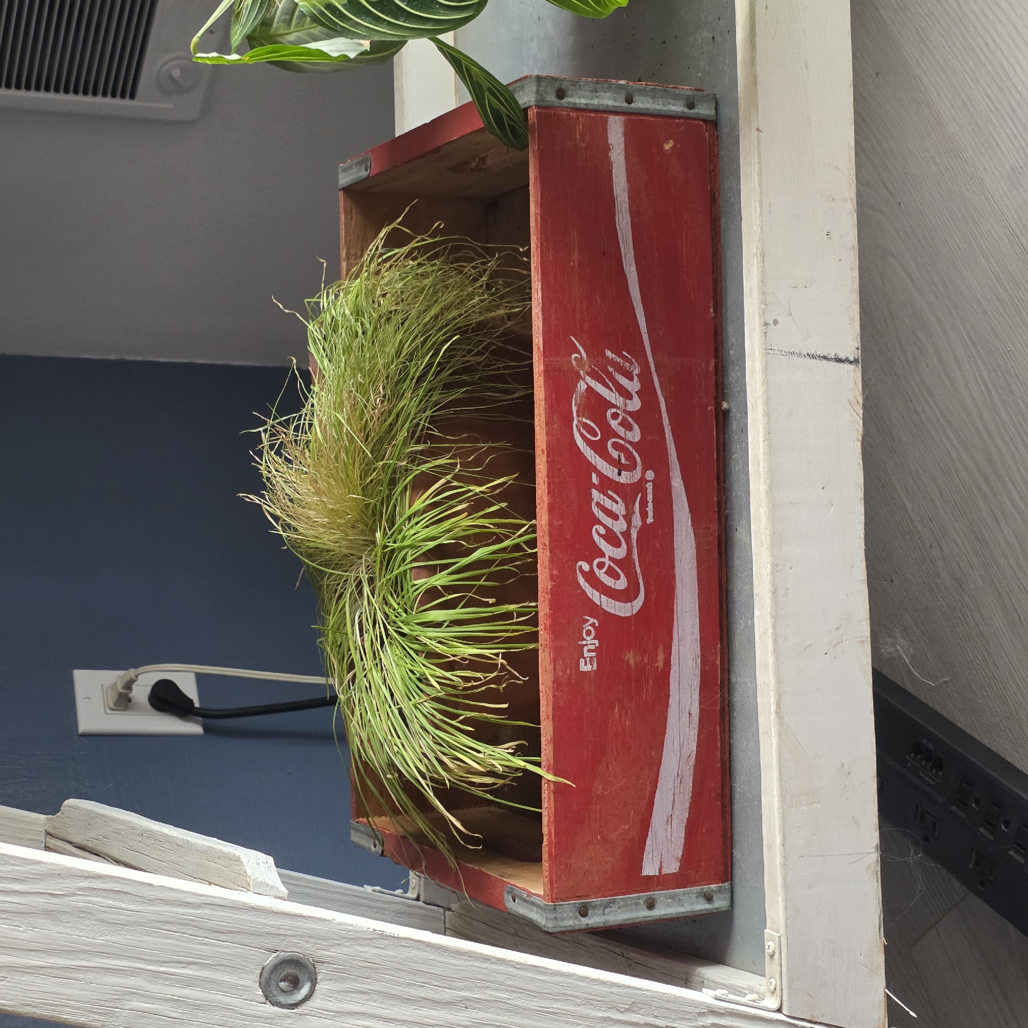 A close-up shot captures a red Coca-Cola branded wooden crate, repurposed as a planter, containing a dense bunch of grassy green and yellow vegetation. The crate, showing signs of wear with chipped paint and metal reinforcements, is positioned on a light-colored shelf. To the left, a weathered white wooden structure, possibly part of a ladder or shelf, is visible. In the background, a dark blue wall features a white electrical outlet with two cords plugged in, one black and one white. To the right of the crate, the leaves of another plant, featuring green and white stripes, are partially visible. The overall setting appears to be indoors, given the electrical outlet and the presence of house plants. The lighting suggests a sunny day, casting shadows from the wooden structure and highlighting the texture of the plants. The scene is devoid of any human presence.