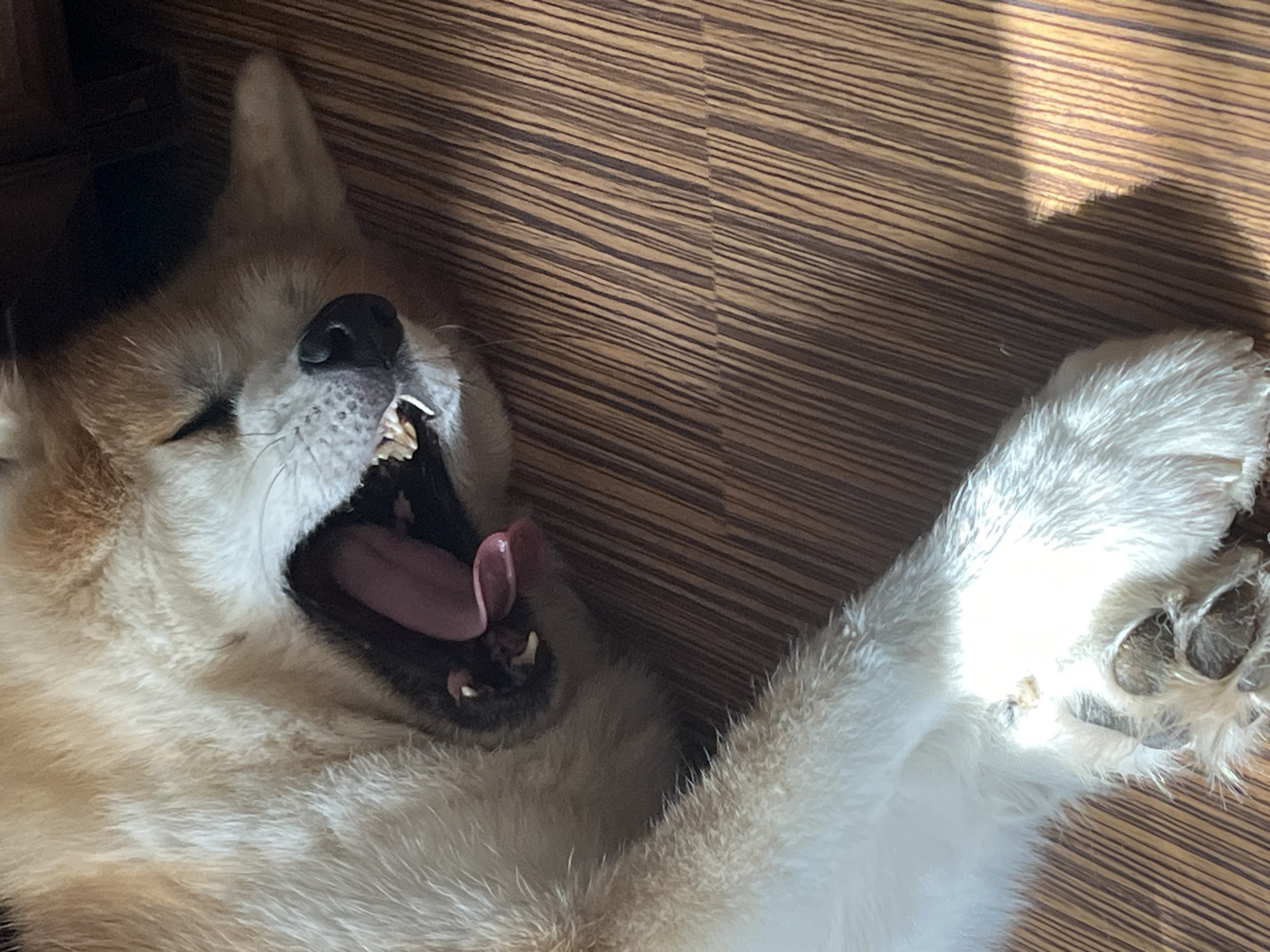 An Akita dog is lying on its back on a wooden floor, yawning widely. The dog has light brown and white fur. Its mouth is open, revealing its tongue and teeth. The dog's eyes are closed. Sunlight is casting shadows on the wooden floor. There is no information to determine the location in the city of Minsk, Belarus.