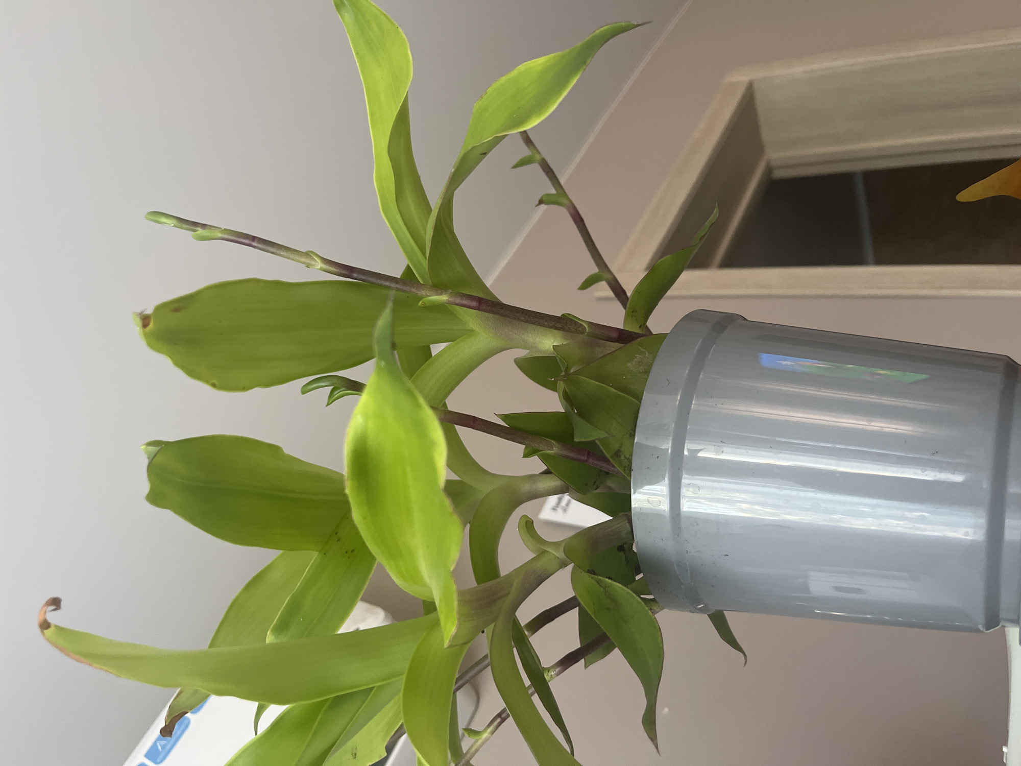 The image shows a close-up of a healthy green potted plant with vibrant leaves and reddish-purple stems. The plant is in a plain gray cylindrical pot. The background consists of a light-colored wall and an open doorway, suggesting an indoor setting. The lighting is bright, casting some reflections on the pot. There are no people or animals visible in the image. The location is not specified in the image itself.