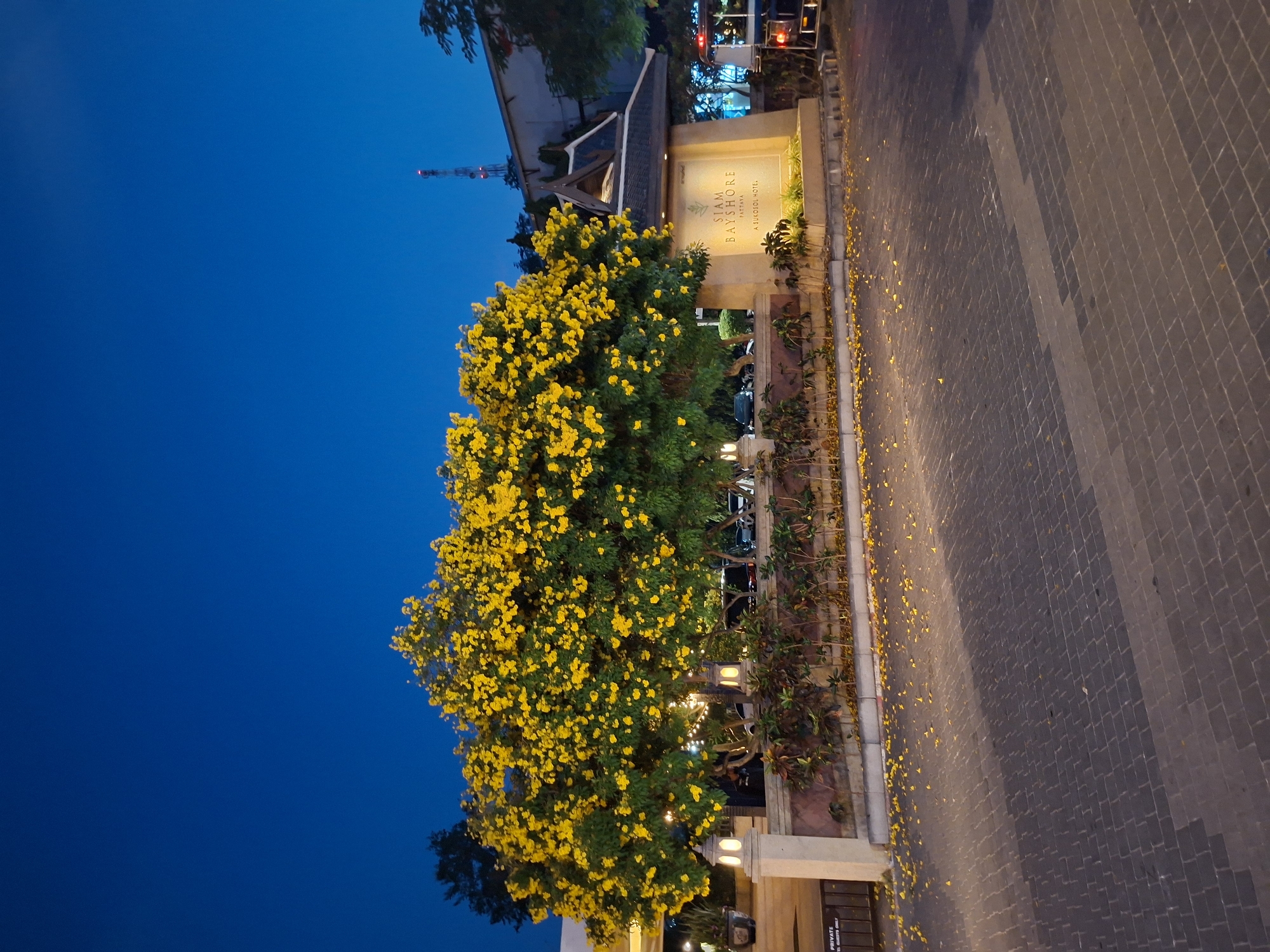 The image shows the entrance to the Siam Bayshore Pattaya hotel in Pattaya City, Thailand at dusk. A tree with dense yellow flowers stands prominently on the left side of the frame. A sign with the hotel's name is illuminated. The pavement leading to the entrance is covered with scattered yellow flower petals. The sky is a deep blue. There are plants and lanterns positioned between the tree and the pavement. A building with a roof and a telecommunications tower can be seen in the background. There's some vehicle activity visible in the background.