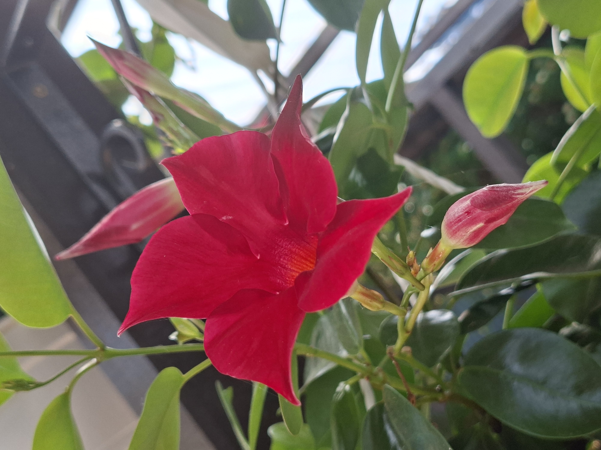 This is a close-up, outdoor, vertical shot of a vibrant red Dipladenia flower, also known as a Mandevilla. The flower has five pointed petals and a darker red throat. Several pinkish-red flower buds are also visible, some tightly closed and others beginning to unfurl. The plant's lush green leaves provide a backdrop, with some leaves in focus and others blurred. The scene is set against a slightly blurred background of what appears to be a pergola or trellis structure, with hints of bright sky visible through the gaps. The lighting suggests it is daytime, with natural light illuminating the flower. There are no people or animals present. The image does not contain any information about the specific location in the city of Mikytai, Lithuania.