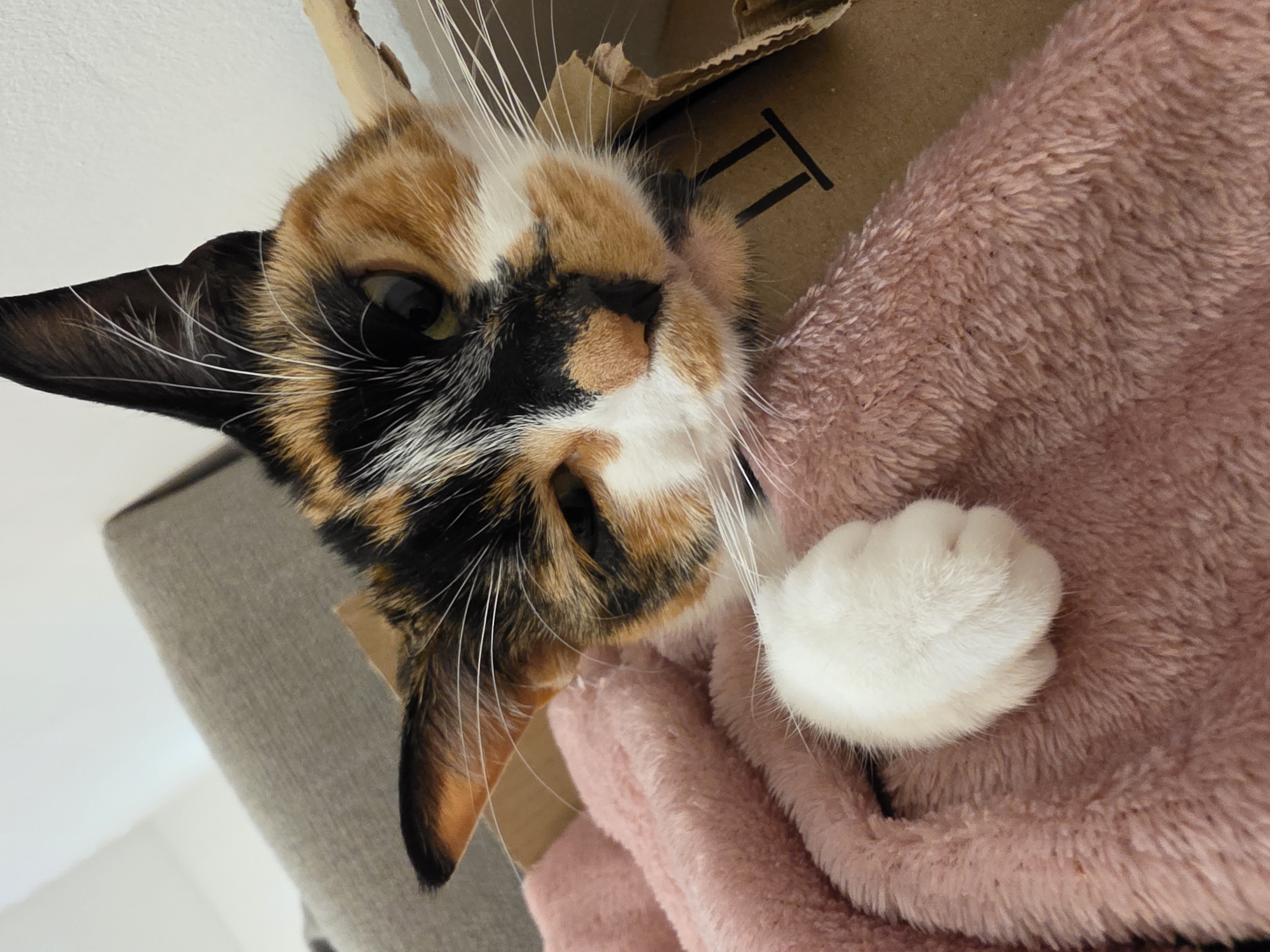A calico cat is lying on its side, resting on a pink fuzzy blanket and a brown cardboard box. The cat's face is close to the camera, showing a mix of black, orange, and white fur. One white paw is visible resting on the blanket. The background includes a grey couch and a white wall. There is no indication of the city of Birmingham, United Kingdom.