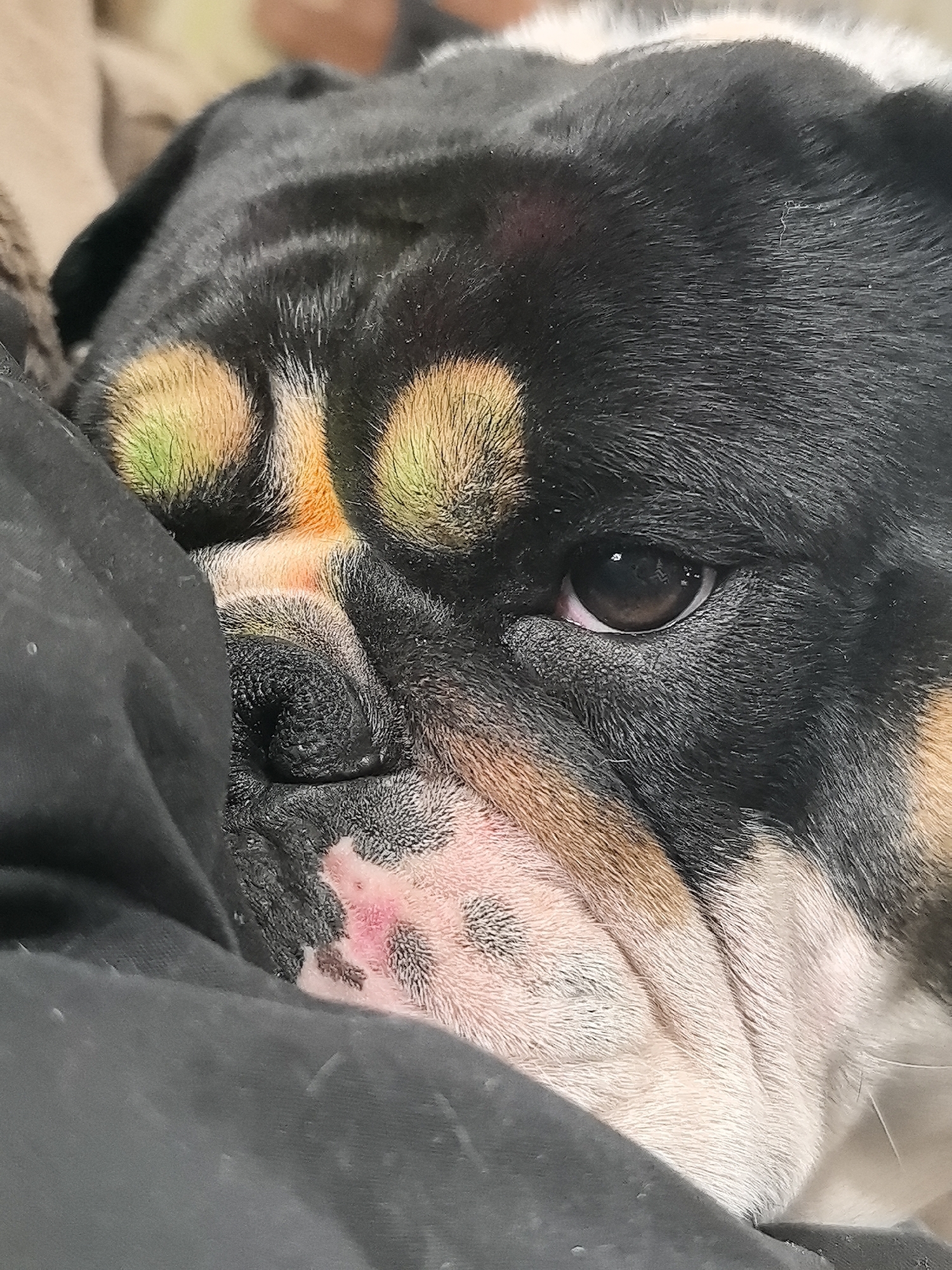 A close-up image shows the face of a bulldog. The dog has black fur on its head and around one eye, with patches of tan and white fur on its snout and around the other eye. The dog's nose is black, and its face is wrinkled. A portion of the dog's face is obscured by a black fabric. The eye of the dog is half closed. The picture does not contain enough information to determine the location as Noviy, Russia.