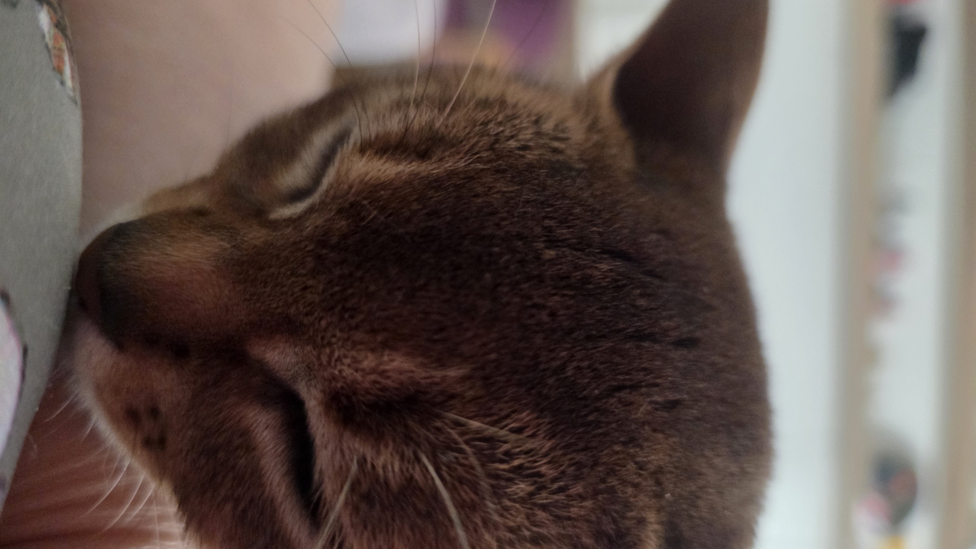 A close-up, eye-level shot captures the left side of a brown cat's head as it appears to be sleeping or resting peacefully. The cat's eyes are closed, and its head is nestled against a light-colored, soft surface, likely fabric from clothing or bedding, which partially obscures the left side of the frame. A hint of human skin tone is visible beneath the cat's chin and near its nose, suggesting it's snuggled against a person.
The cat has short, sleek brown fur with subtle tabby-like markings, particularly visible around its forehead and cheek. Its whiskers are prominent and long, fanning out from its muzzle. The lighting is soft and natural, highlighting the texture of the fur and the contours of its face. The background is completely out of focus, showing blurred light colors and indistinct vertical shapes that suggest an indoor setting, possibly a room with furniture or a wall in the distance. No specific time of day or weather can be determined, but the overall atmosphere is one of calm and comfort. There is no visible text in the image.