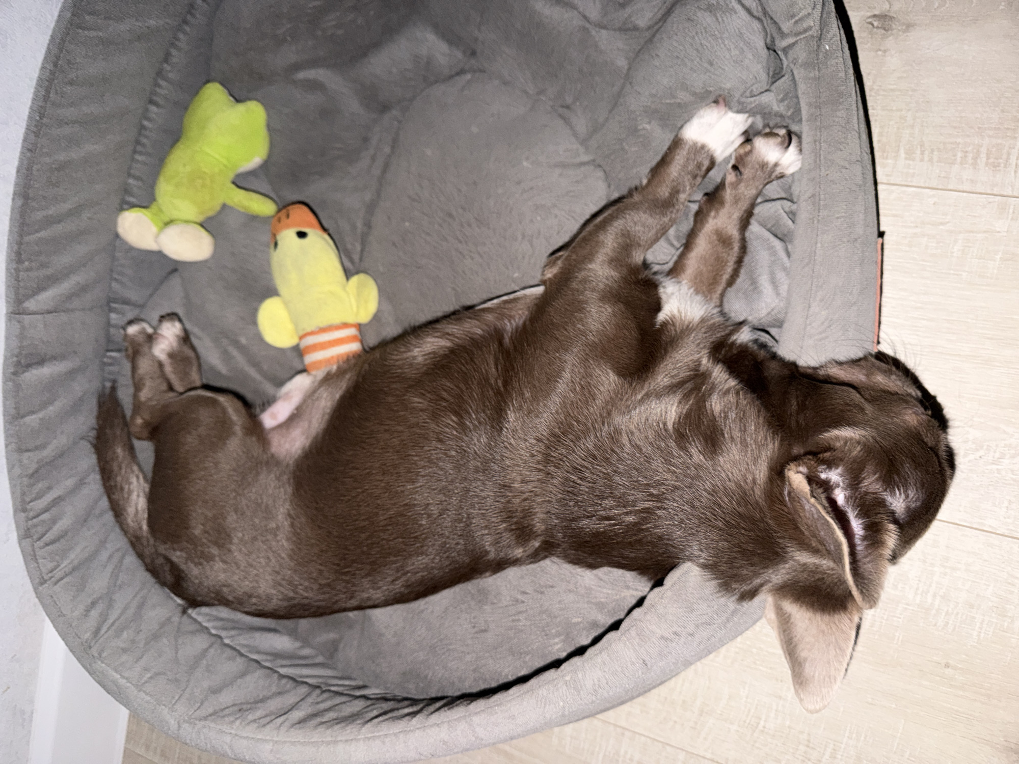 A brown and white dog is sleeping on its back in a gray dog bed. A stuffed green frog and a yellow duck toy are next to the dog. The dog bed is on a wood-like floor. The location is not discernible.