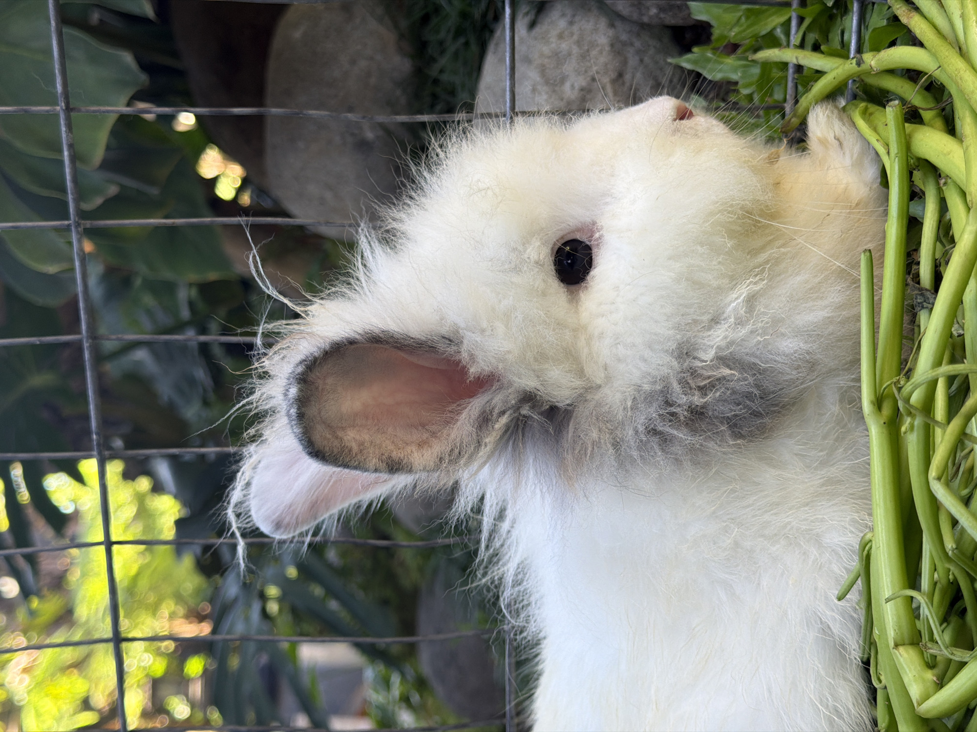 A white rabbit with long fur is positioned inside a wire cage, with its head tilted upwards. The rabbit's right ear is visible, showing a light gray inner surface. The animal appears to be eating or interacting with a bundle of green stalks. The background reveals foliage and glimpses of sunlight, suggesting an outdoor setting. The location is North Kuta, Indonesia.