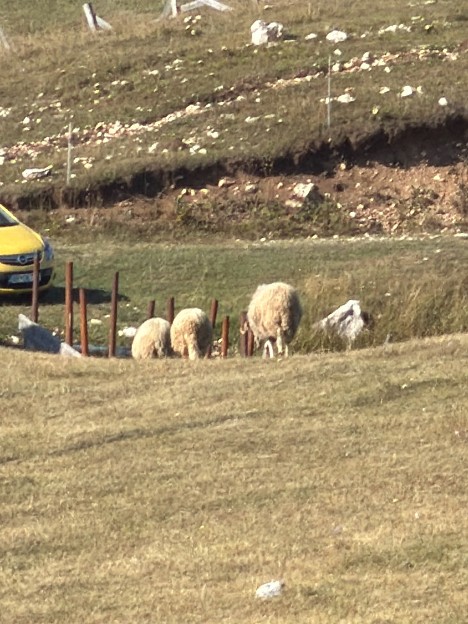 In Žabljak, Montenegro, three sheep are observed grazing in a dry, grassy field. Two sheep are positioned together behind a row of wooden posts, their backs to the viewer. A third sheep is located to the right of the posts, also facing away from the camera. A yellow car is partially visible on the left side of the image. The background consists of a hilly, vegetated landscape with scattered rocks and some areas of disturbed earth.